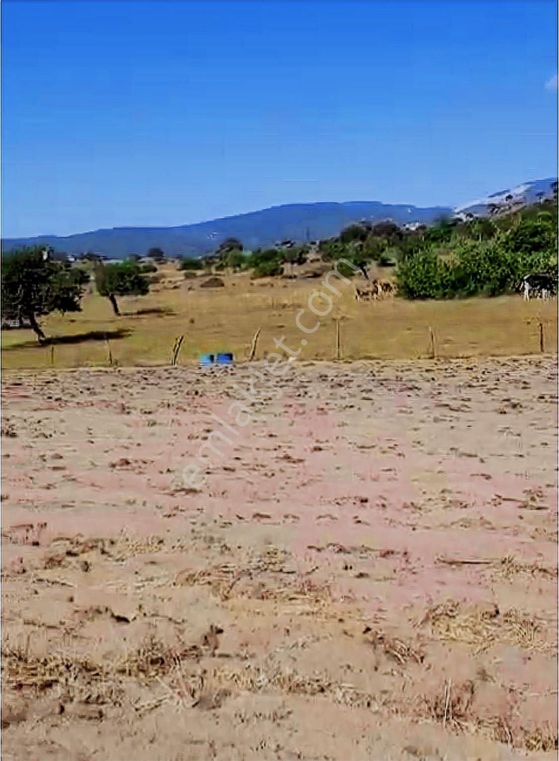 Deniz'den Muğla Milas'ta Satılık Arazi - Görsel 8