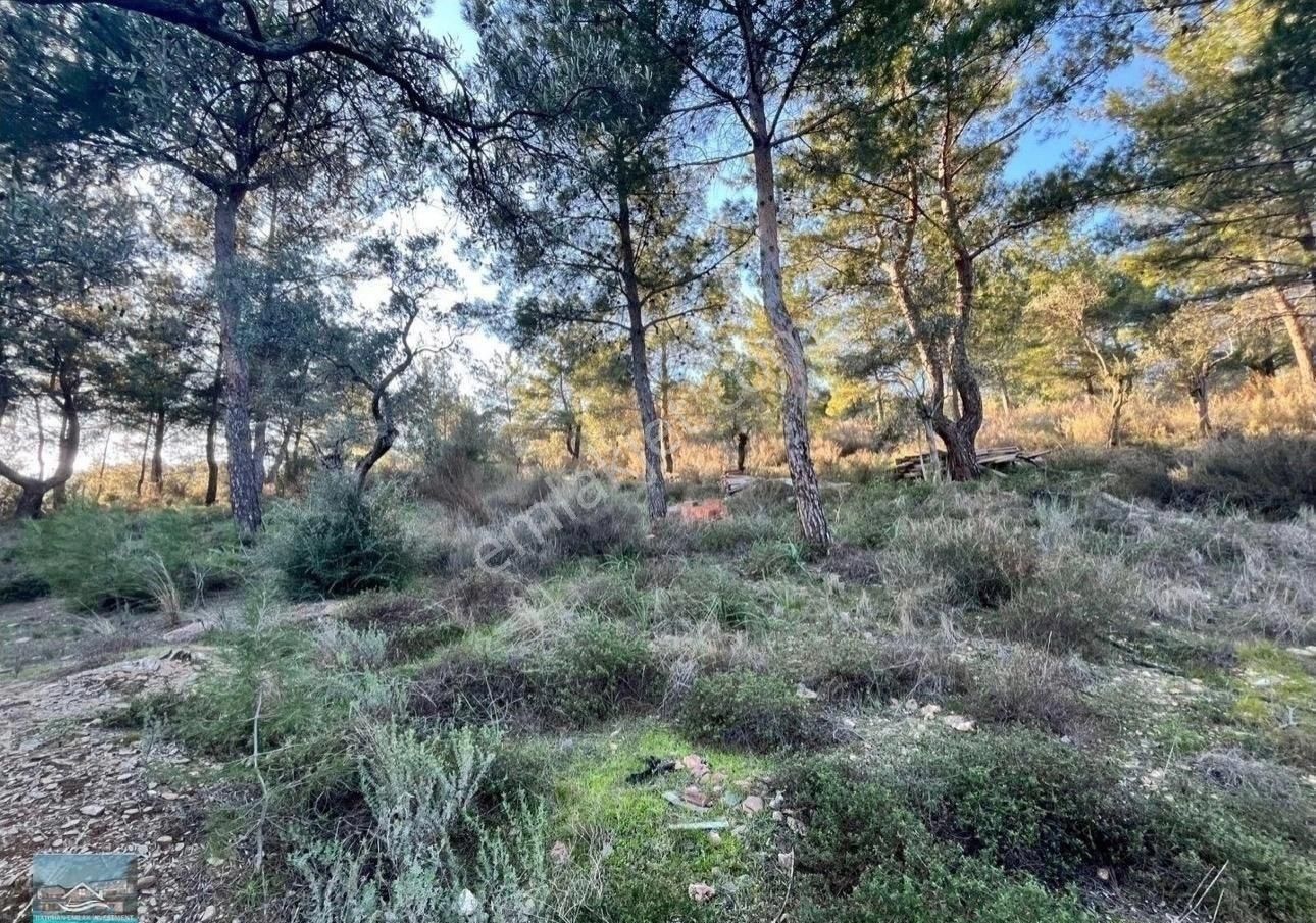 Muğla/milas/karpuzlu Yolu Üstünde 8 Dönüm Arazi Ve Çiftlik Evi - Görsel 3