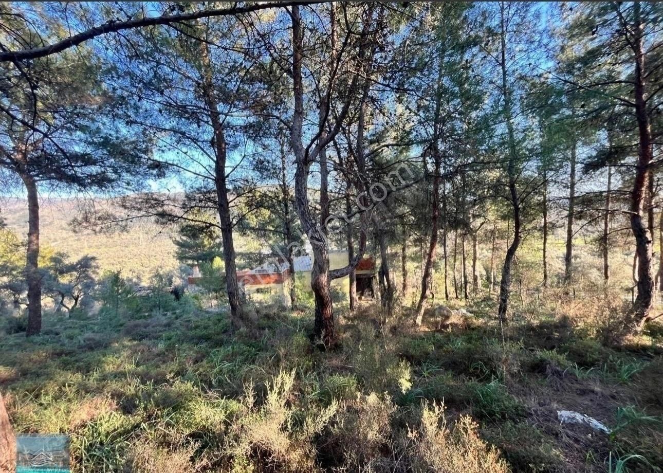 Muğla/milas/karpuzlu Yolu Üstünde 8 Dönüm Arazi Ve Çiftlik Evi - Görsel 6