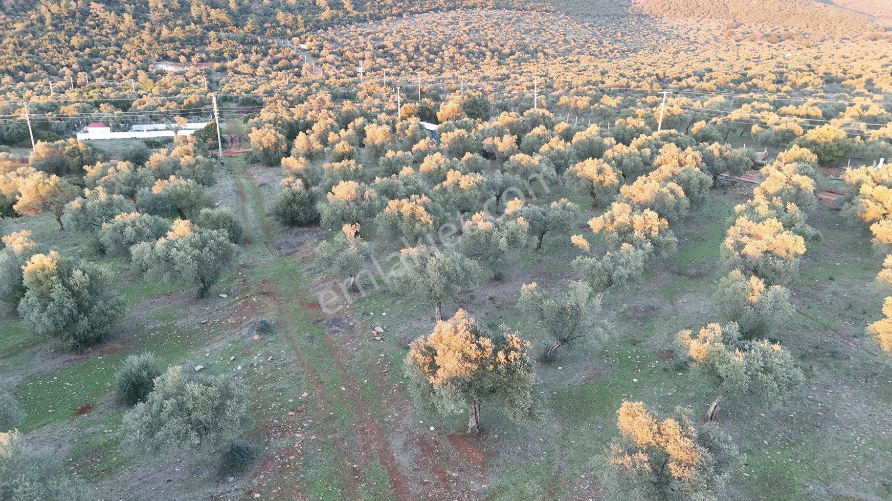 Didim Kardelen De Satılık Müstakil Arsa - Görsel 10