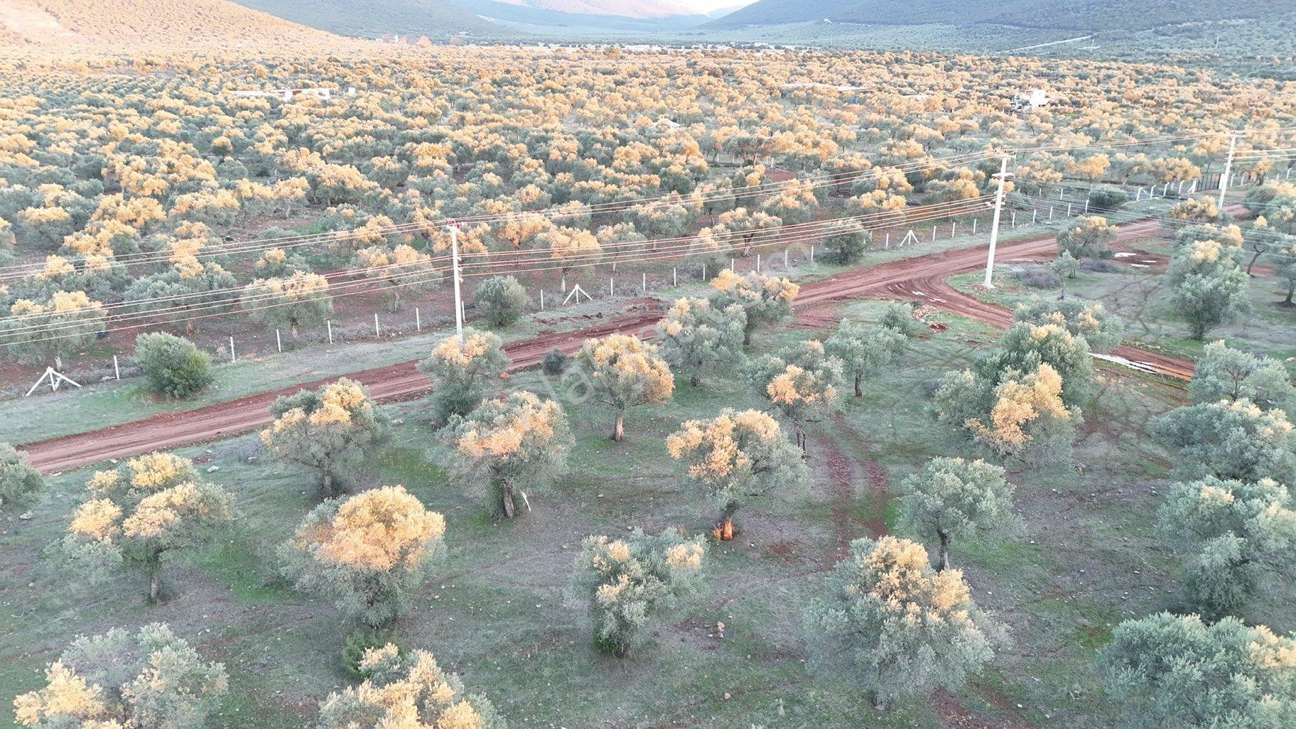 Didim Kardelen De Satılık Müstakil Arsa - Görsel 13