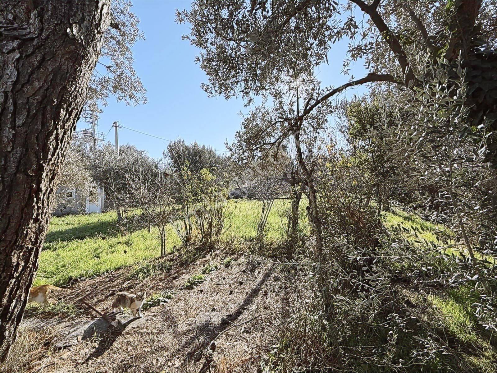 Kaynaklar 29 Ekim Mah.de 800 M² Arsa İçinde 1+1 Ev - Görsel 17