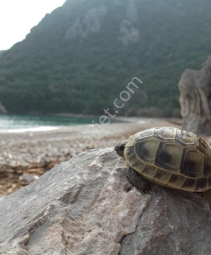 Antalya Kumluca Belen Satılık Müstakil 630 M2 Arazi Ve Ev .... - Görsel 22