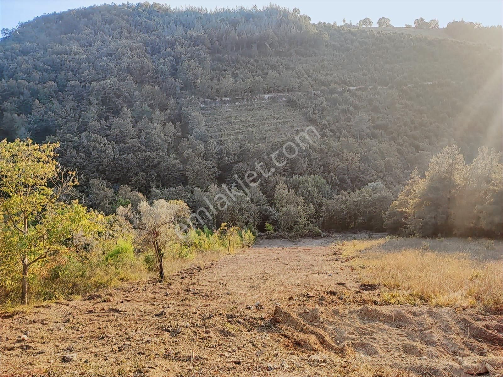 Karamürsel Çamdibi'nde Ev Yapımına Uygun Asfalta Sıfır Arazi