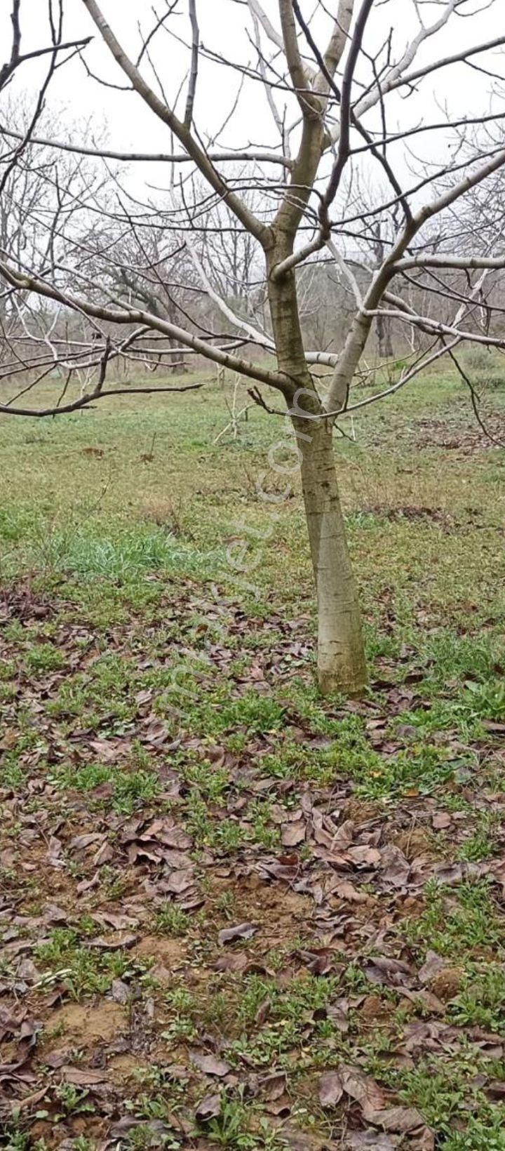 Bursa Yenişehir Kavaklı Mah. Atsan Niteliğinde - Görsel 10