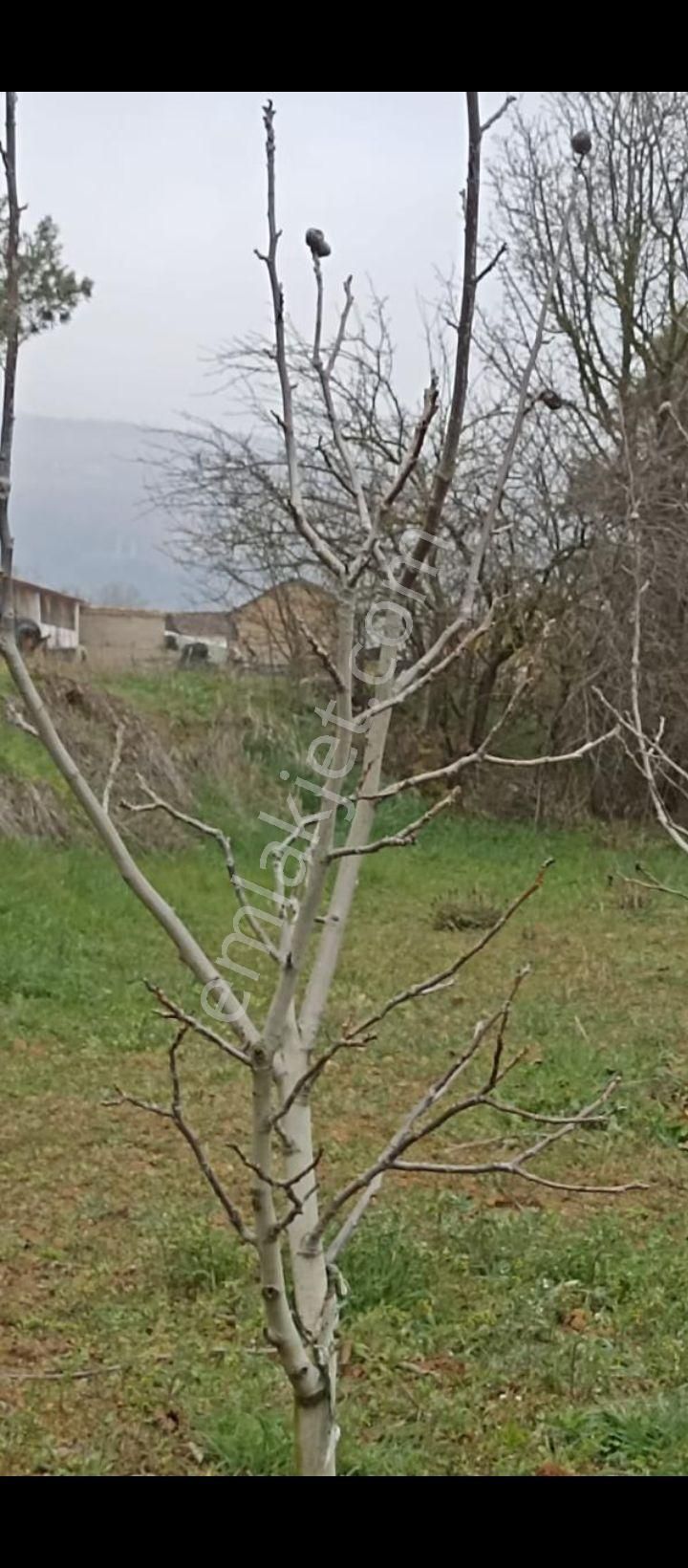 Bursa Yenişehir Kavaklı Mah. Atsan Niteliğinde - Görsel 11