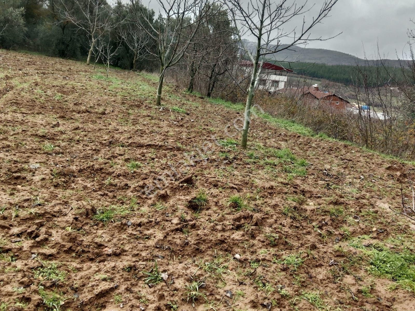 Bursa Yenişehir Kavaklı Mah. Atsan Niteliğinde