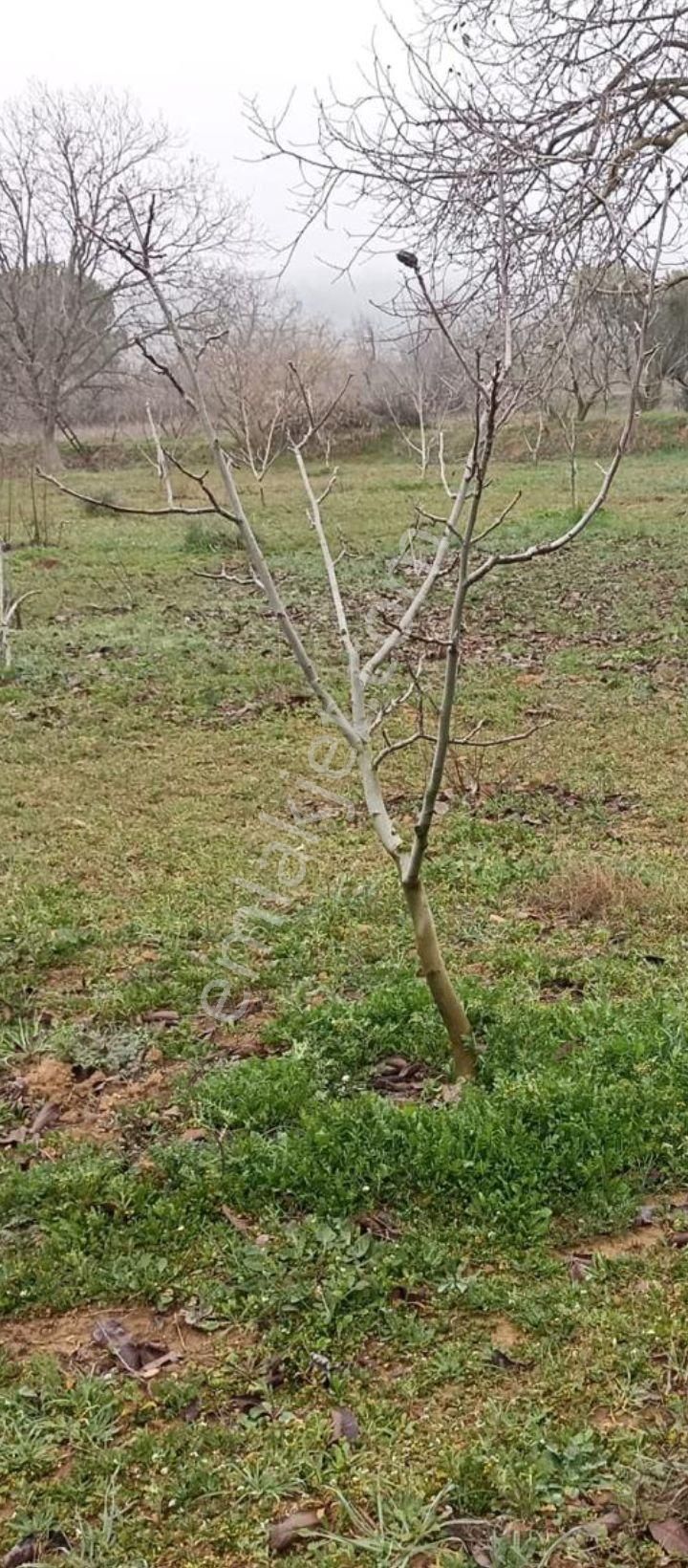 Bursa Yenişehir Kavaklı Mah. Atsan Niteliğinde - Görsel 12