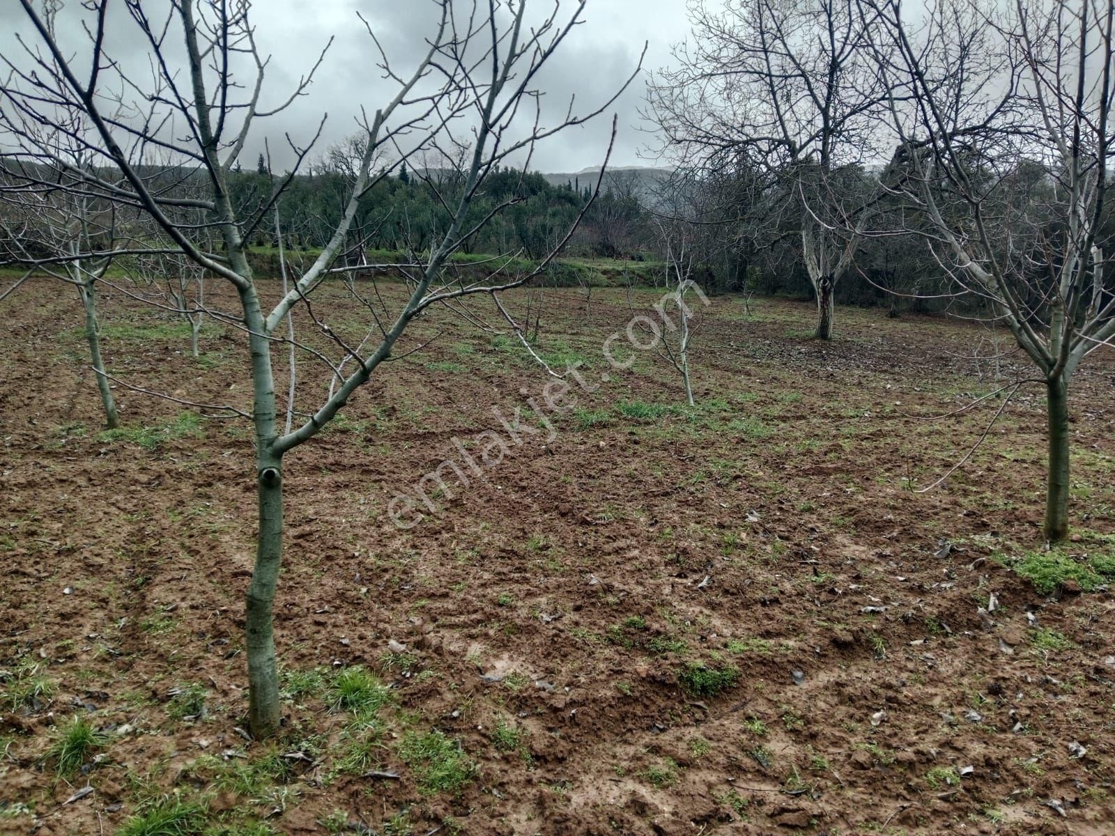 Bursa Yenişehir Kavaklı Mah. Atsan Niteliğinde - Görsel 4