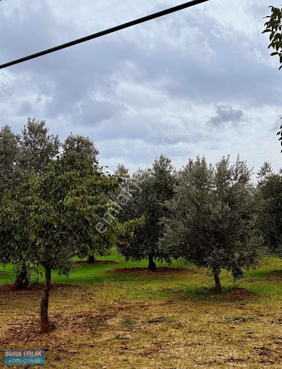 Muğla Menteşe Yerkesik Mah.satılık 6.850 M2 Ceviz Bahçesi - Görsel 6