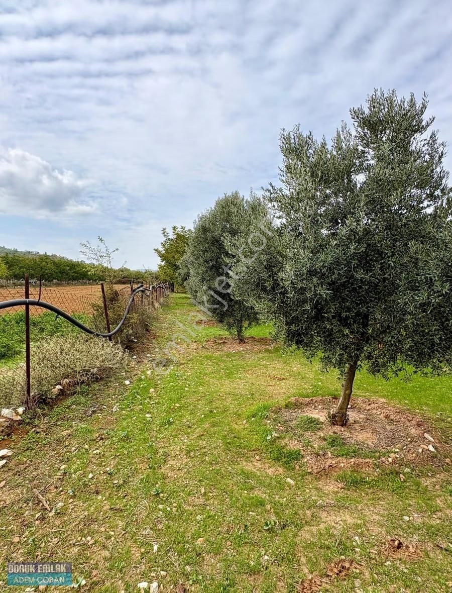 Muğla Menteşe Yerkesik Mah.satılık 6.850 M2 Ceviz Bahçesi - Görsel 11