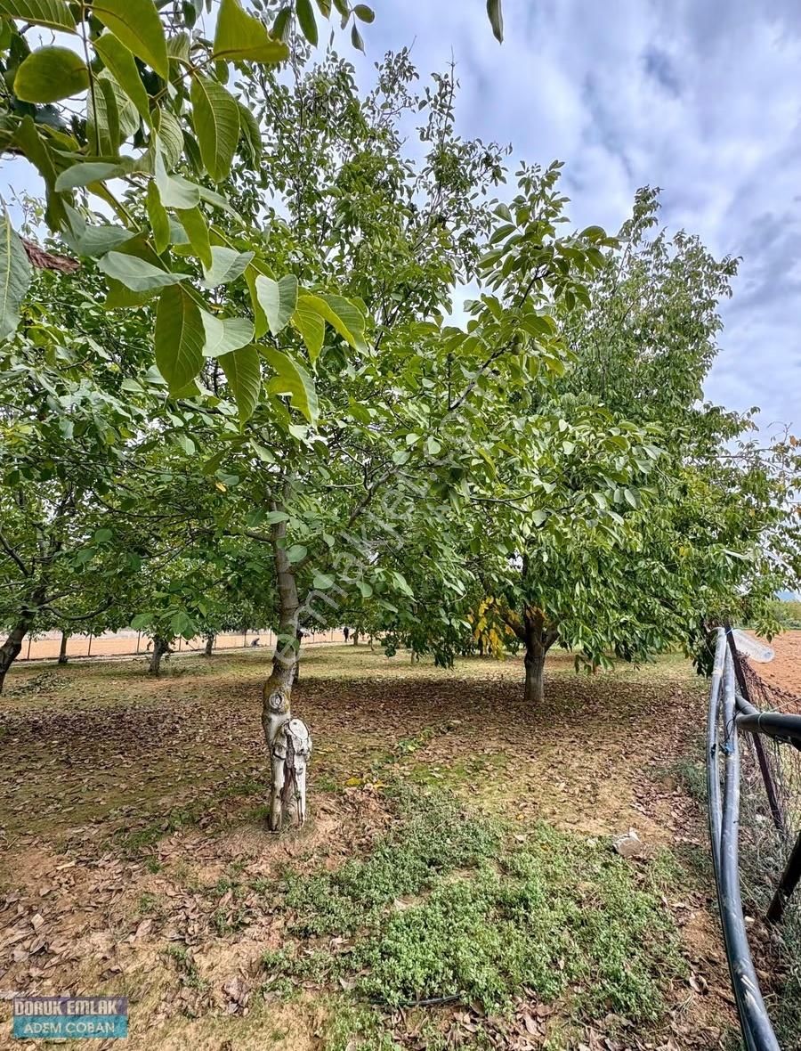 Muğla Menteşe Yerkesik Mah.satılık 6.850 M2 Ceviz Bahçesi - Görsel 15