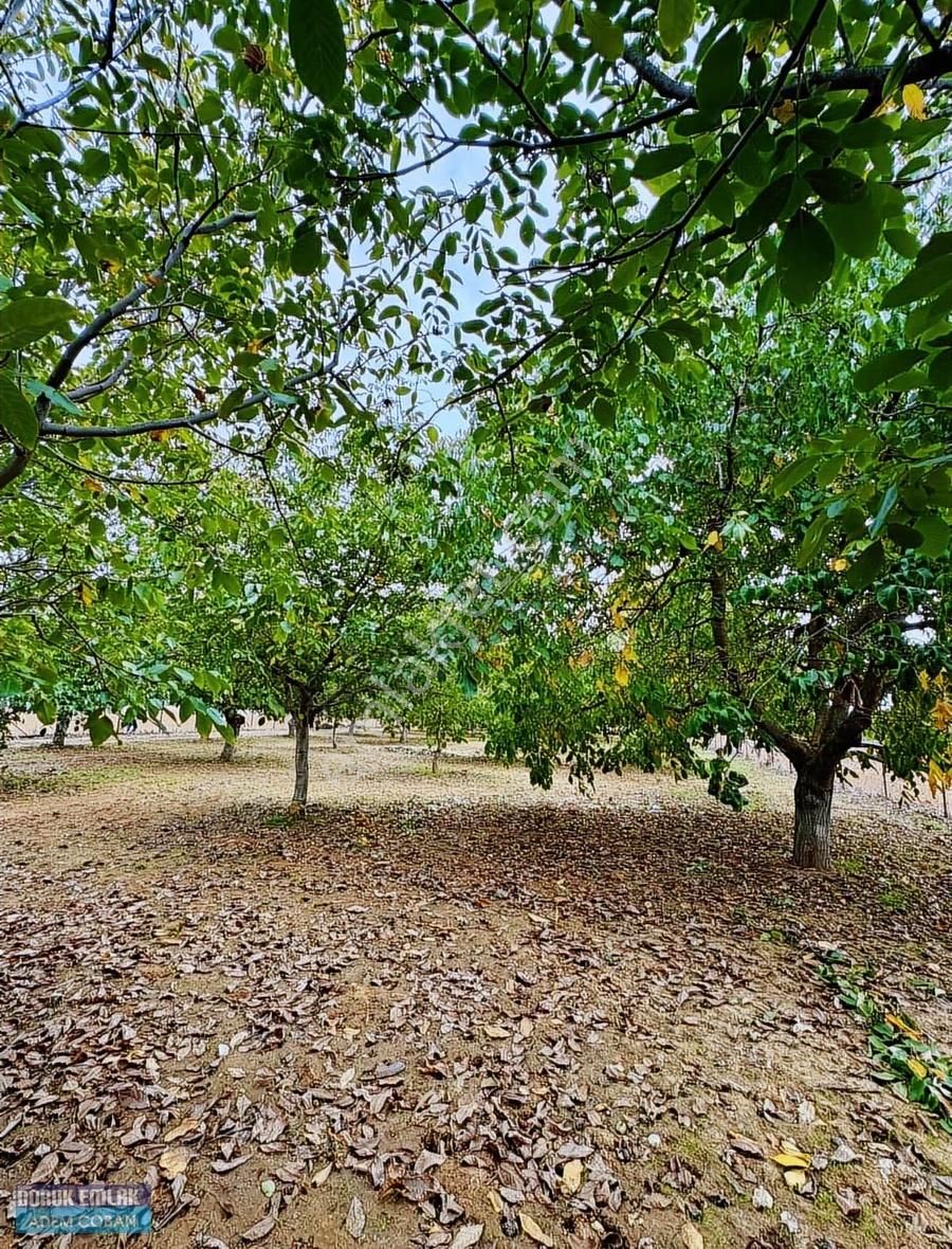 Muğla Menteşe Yerkesik Mah.satılık 6.850 M2 Ceviz Bahçesi - Görsel 10