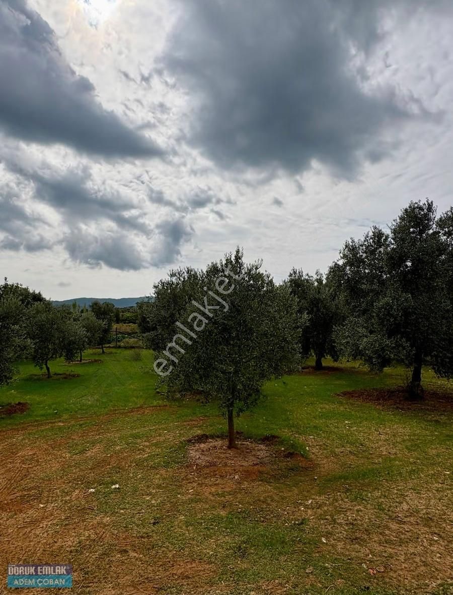 Muğla Menteşe Yerkesik Mah.satılık 6.850 M2 Ceviz Bahçesi - Görsel 13