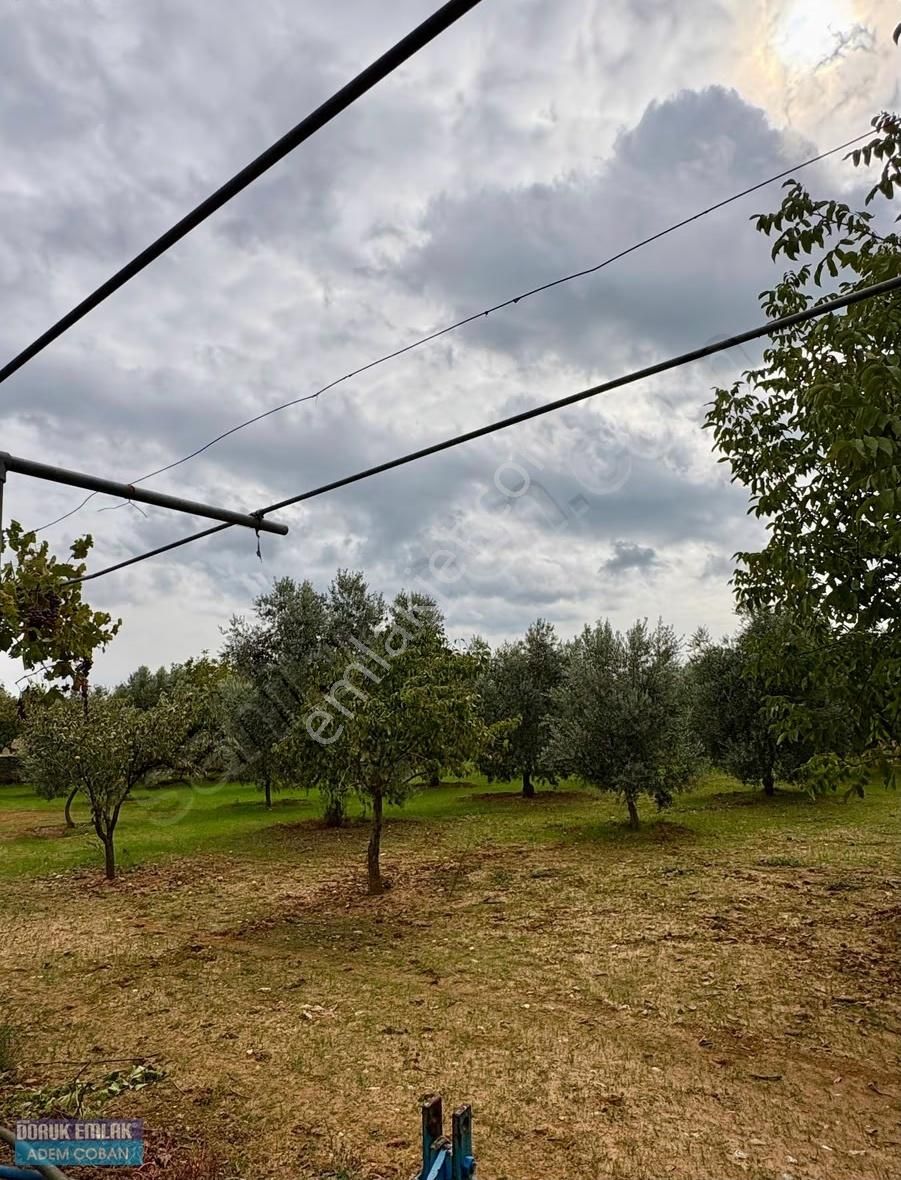 Muğla Menteşe Yerkesik Mah.satılık 6.850 M2 Ceviz Bahçesi - Görsel 7