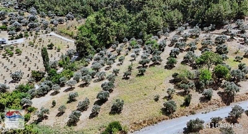 Kemalpaşa Yukarıkızılca Merkezde Kirazlık Ve Zeytınlik