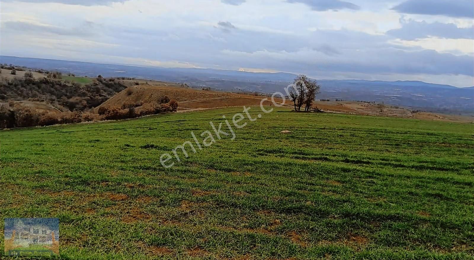Uşak Eşme Armutlu Köyü Nde 15392m2 Satılık Tarla