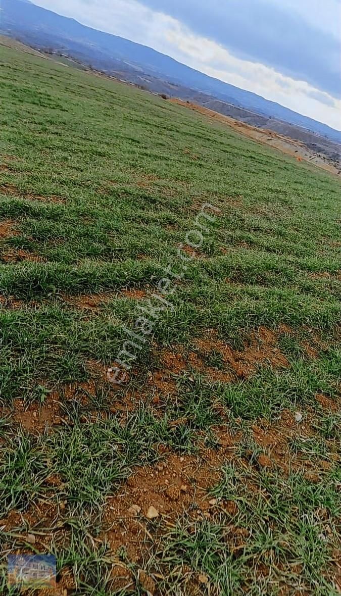 Uşak Eşme Armutlu Köyü Nde 15392m2 Satılık Tarla - Görsel 6