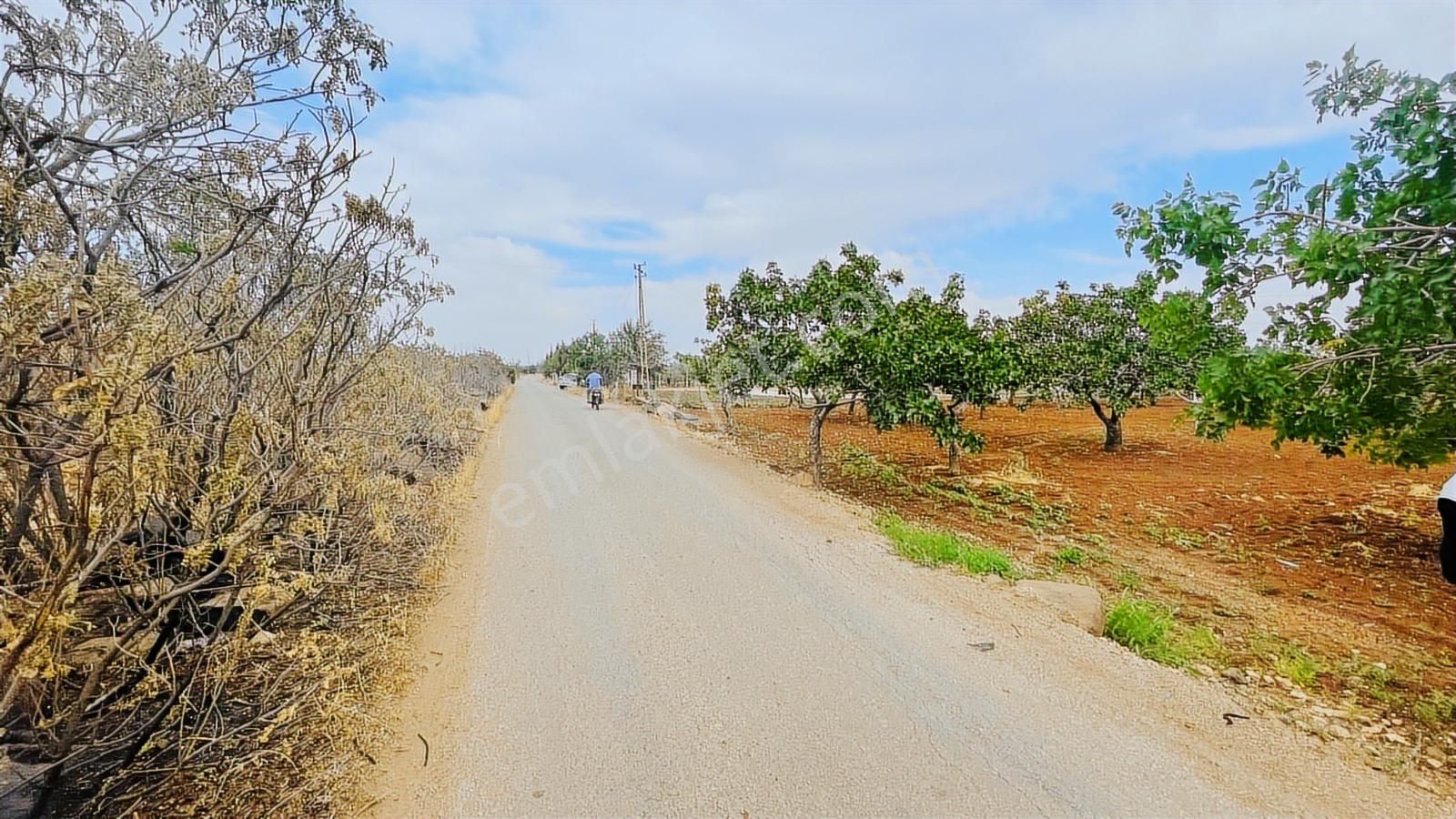 Hadi Gayrimenkulden Yol Üstü Mükemmel Konumda Yetişkin Fıstıklık