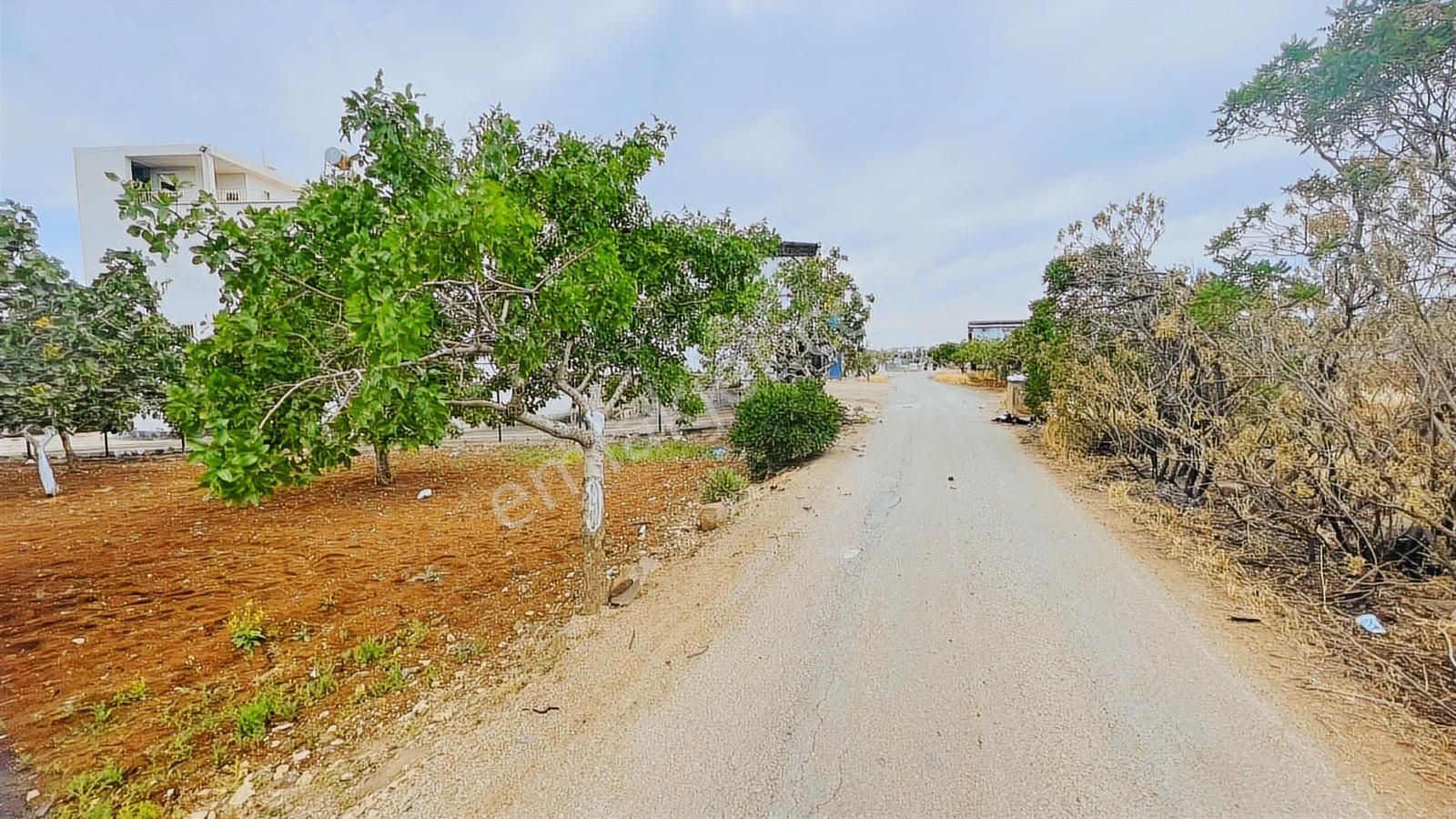 Hadi Gayrimenkulden Yol Üstü Mükemmel Konumda Yetişkin Fıstıklık - Görsel 14