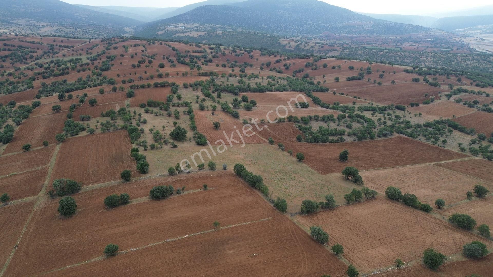 Konya / Çumra / Apasaraycık Mahallesinde 7.200 M² Müstakil Tapulu Tarla - Görsel 2