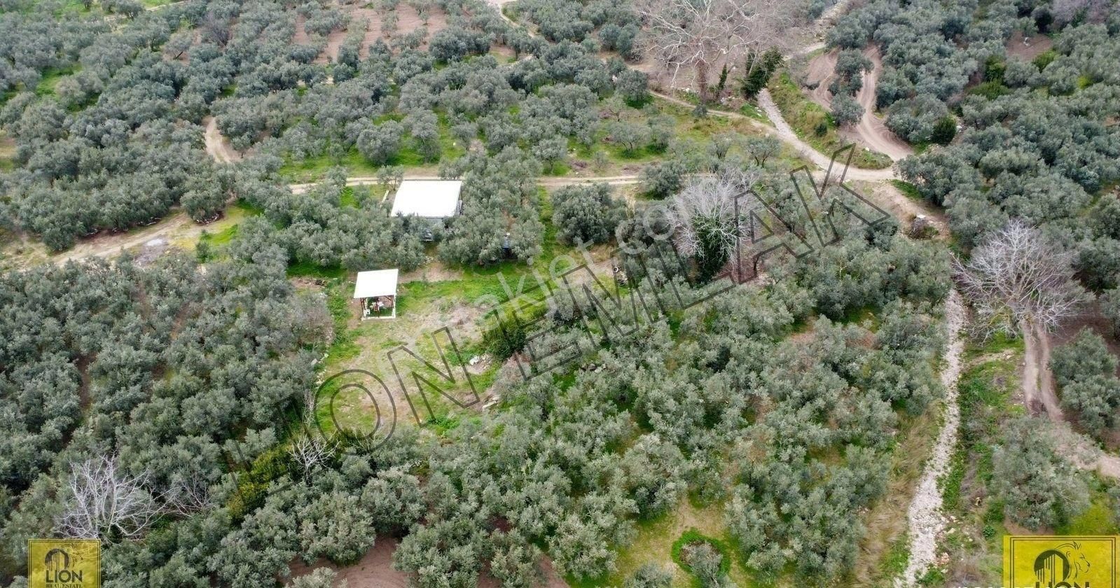 🟨lıon Emlak'tan Erdek Yukarıyapıcı Mahallesi Kadastro Yoluna Yakın Yatırımlık537m²satılık Bahçe⬛ - Görsel 34