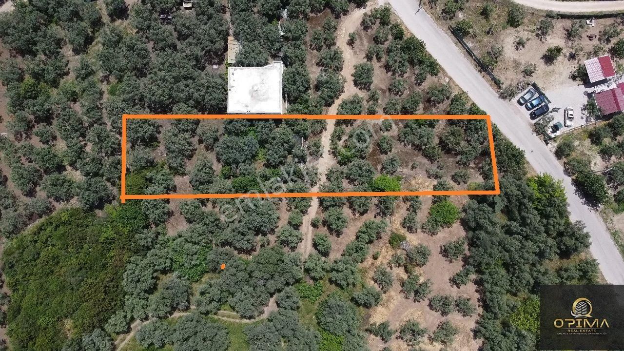 Opima Emlakta Belkıs'ta Ana Caddeye Yakın 875m² Satılık Zeytinlik