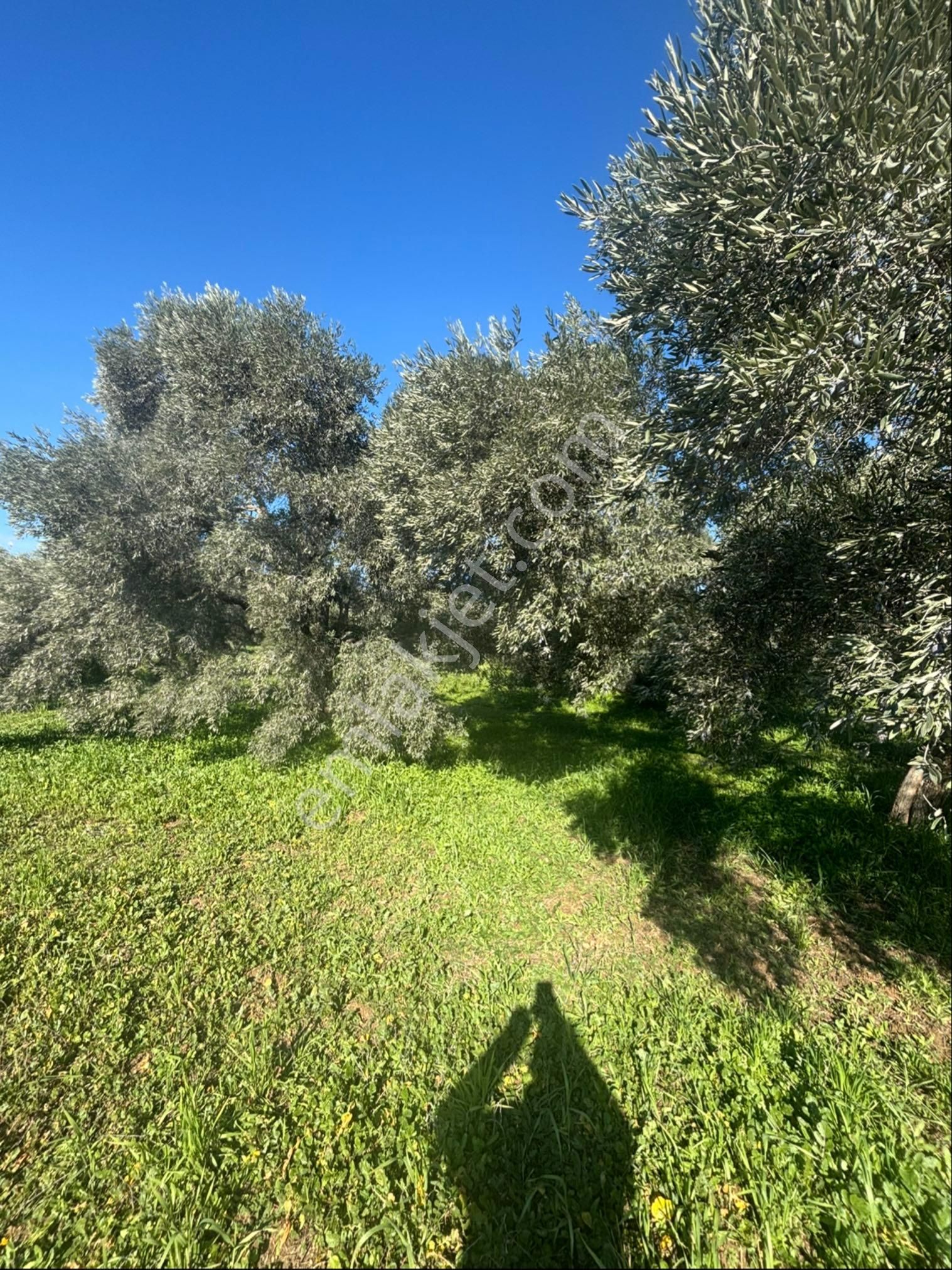 Sezgin Emlak Dan Güzelköy Asfalt Kenarı Elk Ve Su Abonelikli Zeytinlik Satılık - Görsel 25