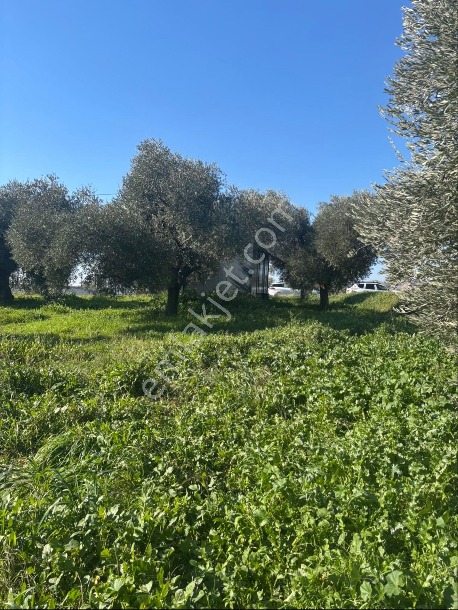 Sezgin Emlak Dan Güzelköy Asfalt Kenarı Elk Ve Su Abonelikli Zeytinlik Satılık - Görsel 15