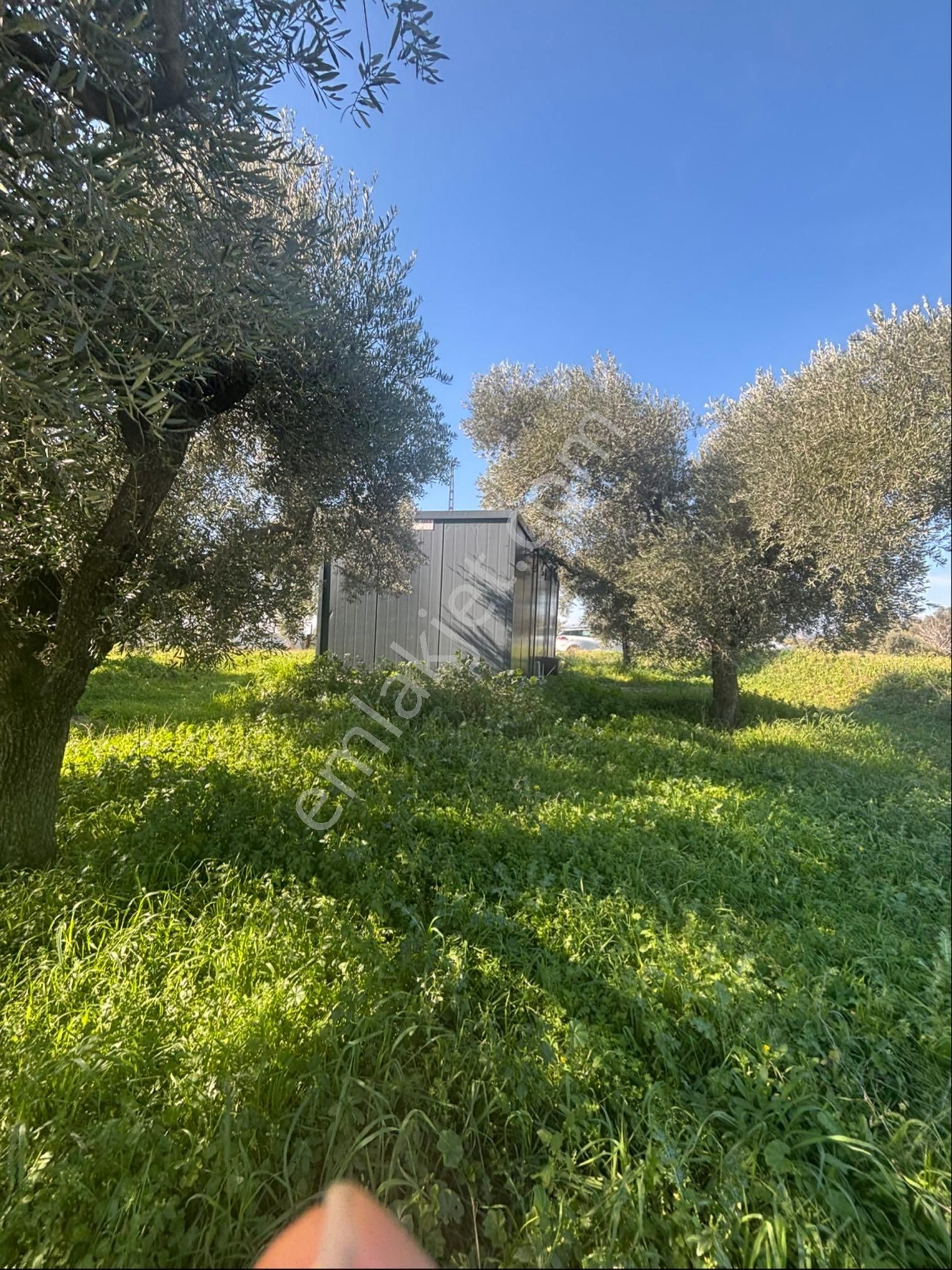 Sezgin Emlak Dan Güzelköy Asfalt Kenarı Elk Ve Su Abonelikli Zeytinlik Satılık - Görsel 13