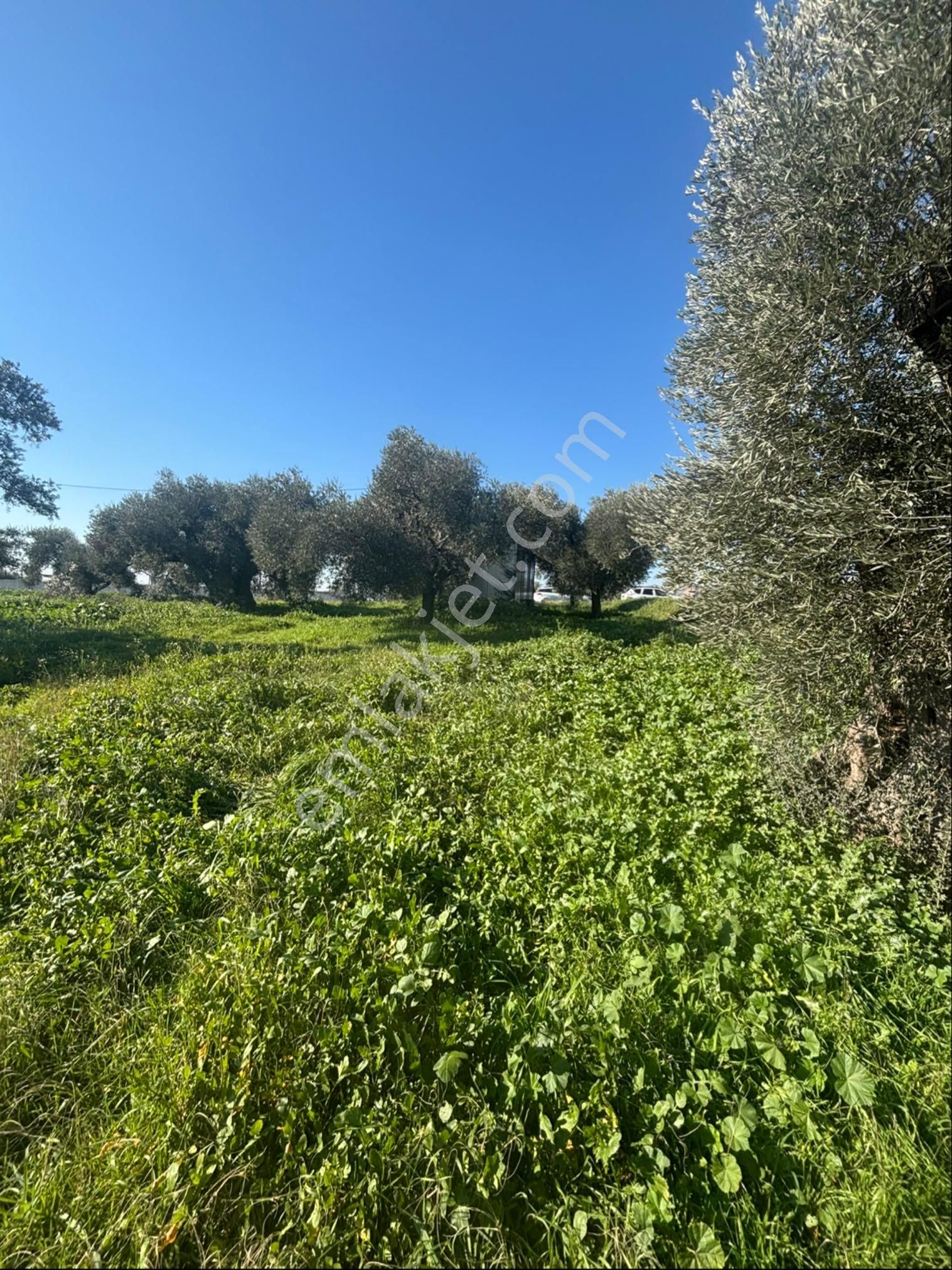 Sezgin Emlak Dan Güzelköy Asfalt Kenarı Elk Ve Su Abonelikli Zeytinlik Satılık - Görsel 12