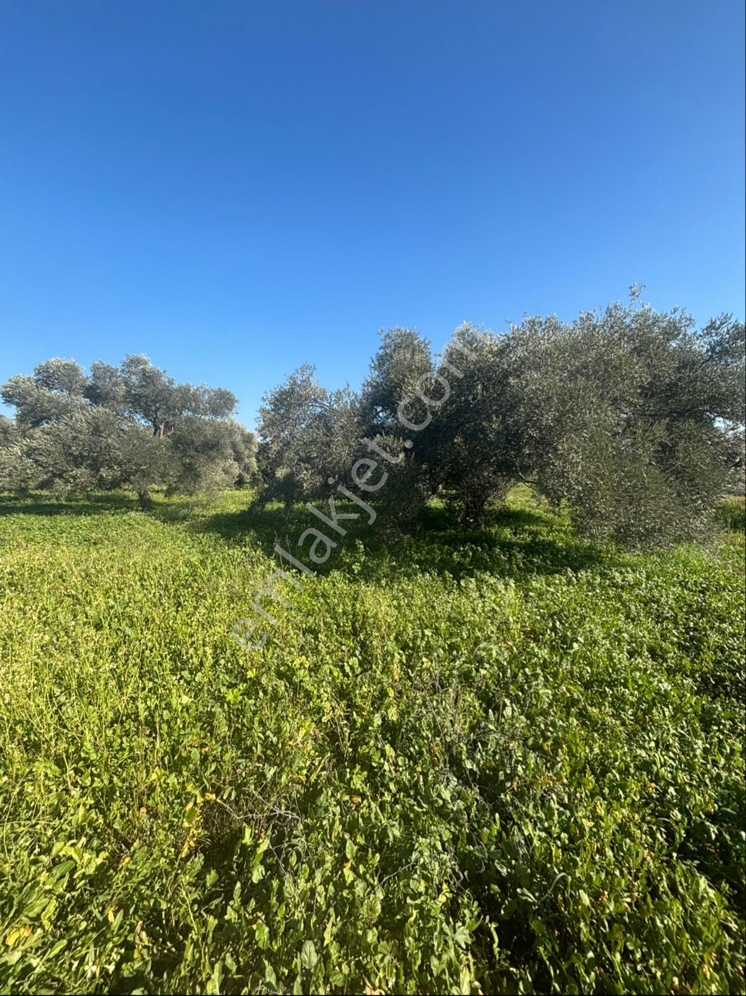 Sezgin Emlak Dan Güzelköy Asfalt Kenarı Elk Ve Su Abonelikli Zeytinlik Satılık - Görsel 28