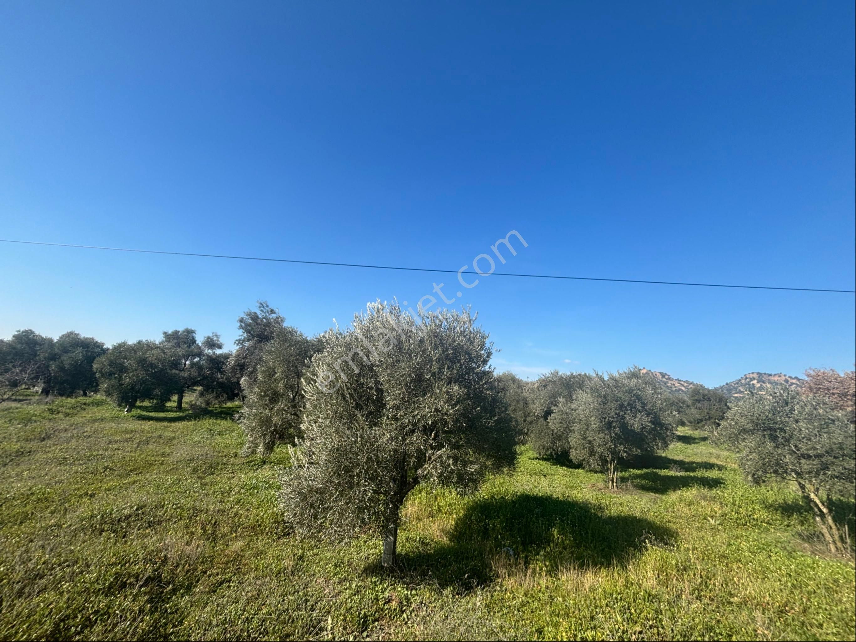 Sezgin Emlak Dan Güzelköy Asfalt Kenarı Elk Ve Su Abonelikli Zeytinlik Satılık - Görsel 21