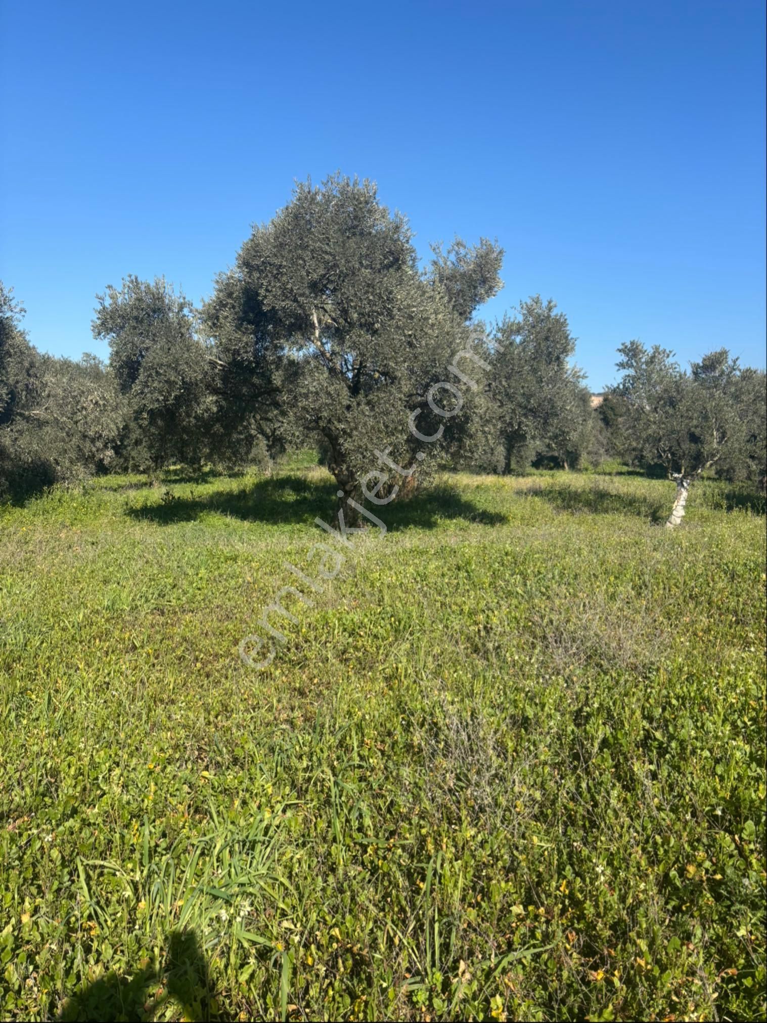 Sezgin Emlak Dan Güzelköy Asfalt Kenarı Elk Ve Su Abonelikli Zeytinlik Satılık - Görsel 24