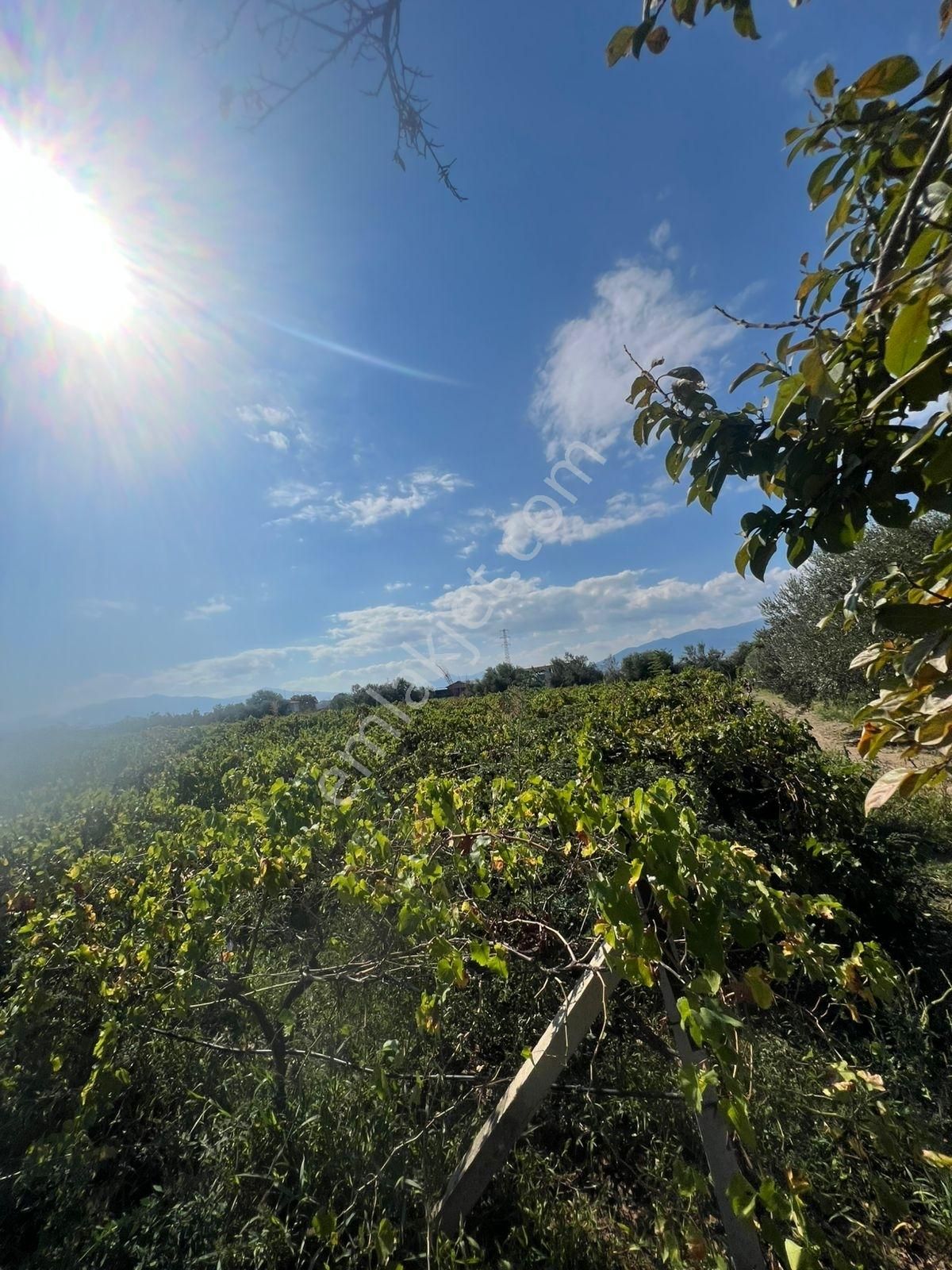 9. Mıntıka Da 15 Dönüm Satılık Tarla Sanayi İmarına Yakın - Görsel 6