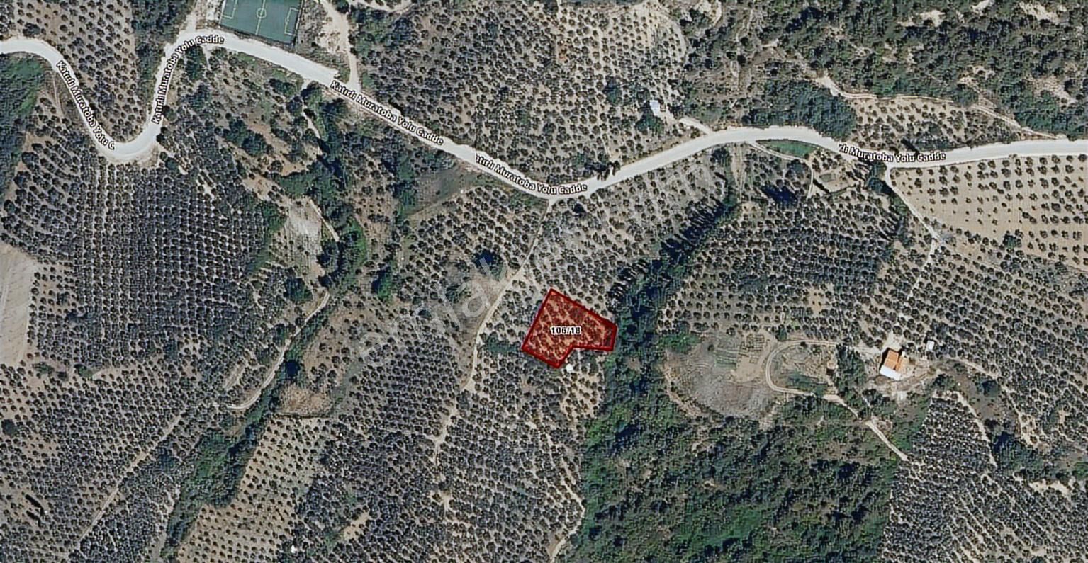 Tokdemir Gayrimenkul'den Katırlıda Satılık Zeytinlik