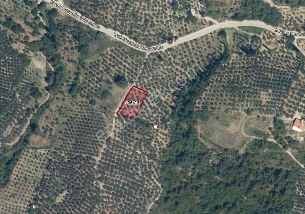 Tokdemir Gayrimenkul'den Katırlıda Yola Sıfır Satılık Zeytinlik