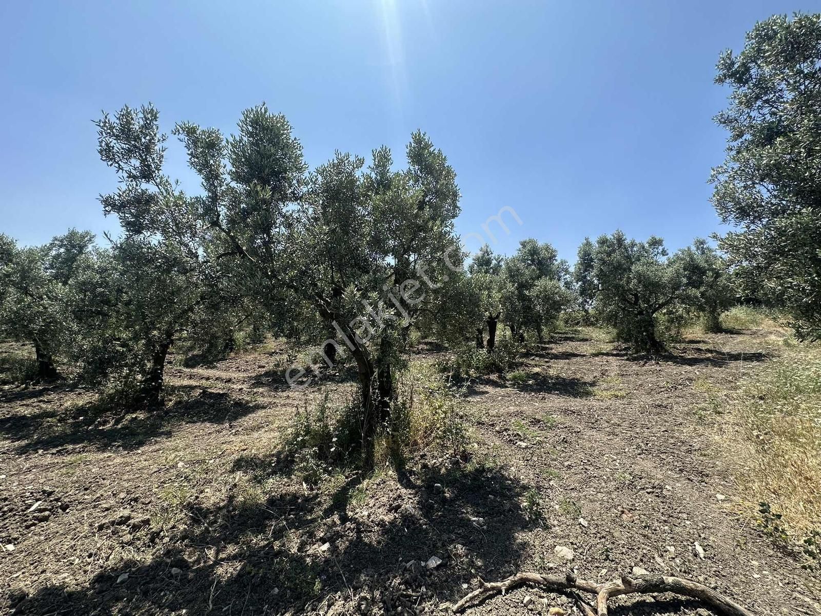 İnvestaş Global Gökçeköy'de 4.850m2 Satılık Tarla - Görsel 10