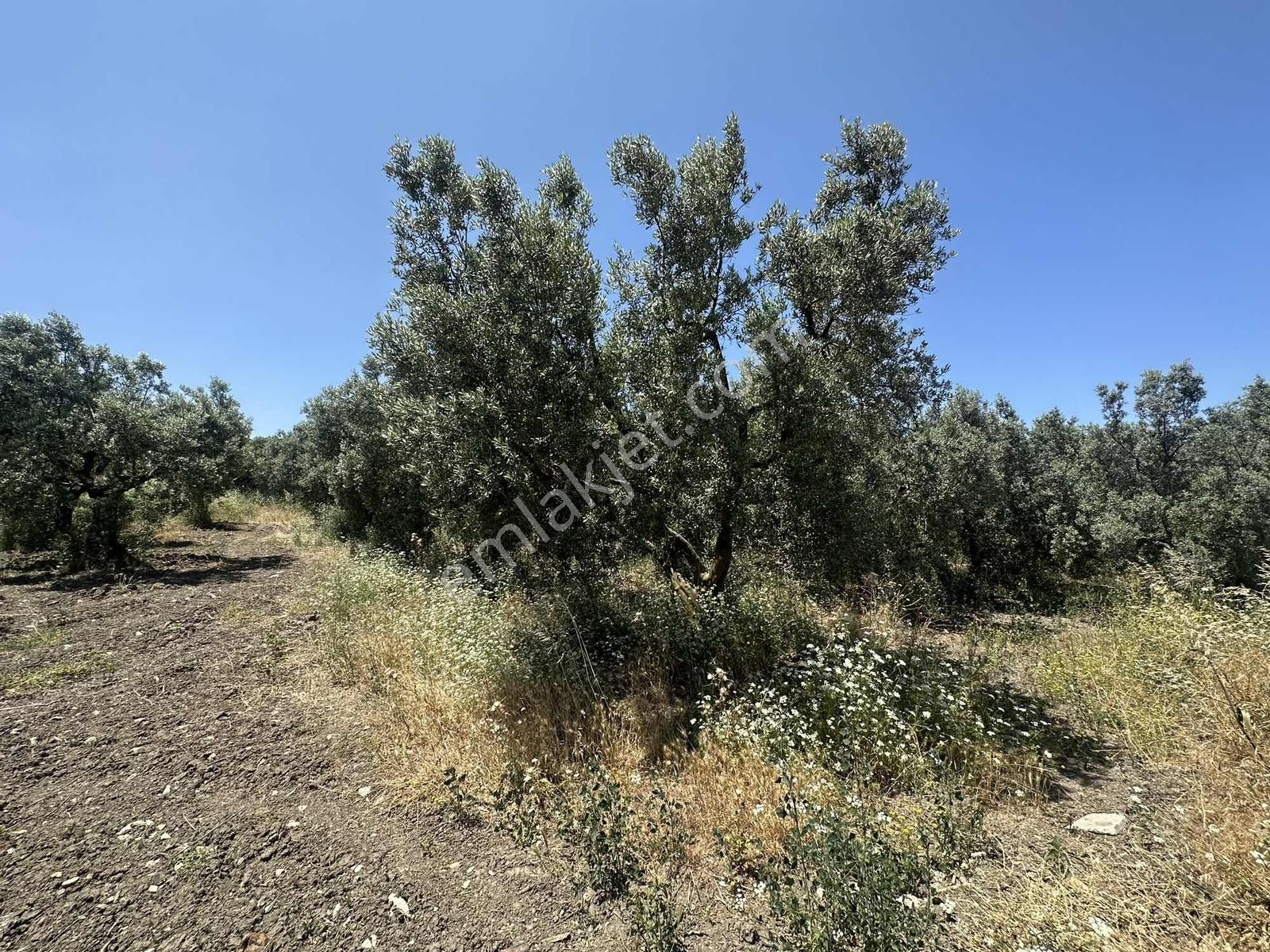 İnvestaş Global Gökçeköy'de 4.850m2 Satılık Tarla - Görsel 3