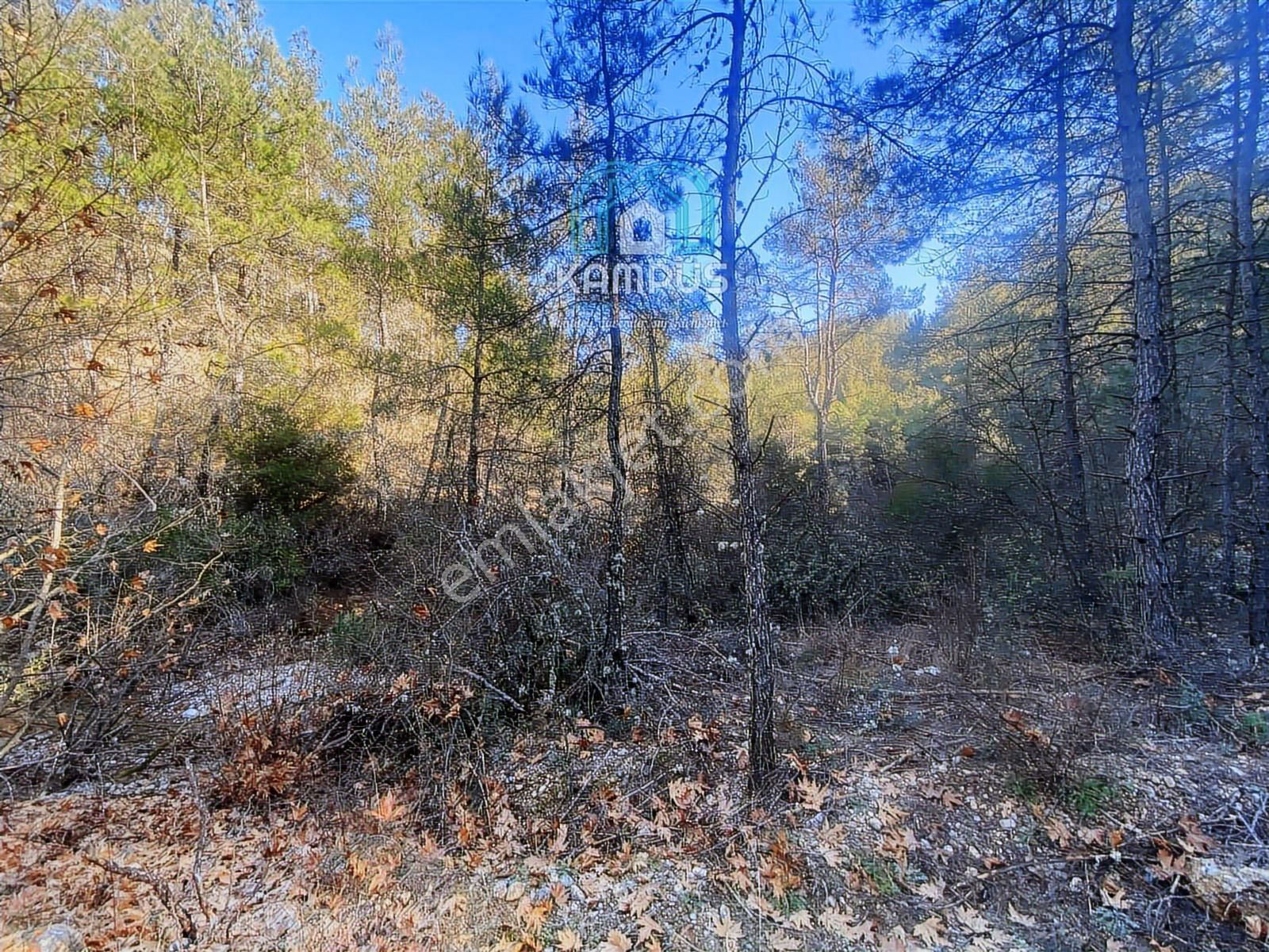 Muğla Yerkesik'te Damla Deresi Mevkiinde Satılık Tarla - Görsel 3