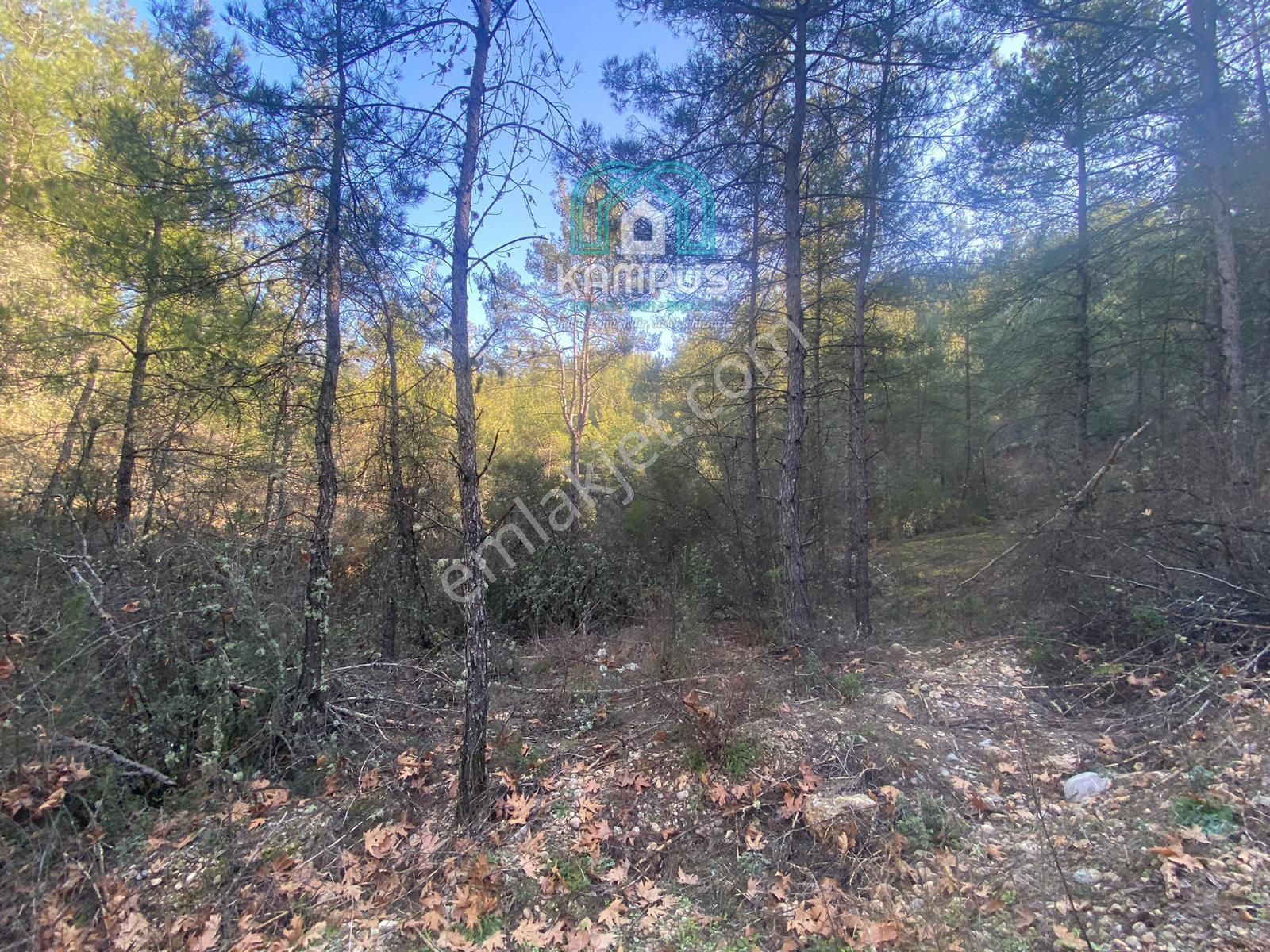 Muğla Yerkesik'te Damla Deresi Mevkiinde Satılık Tarla - Görsel 9