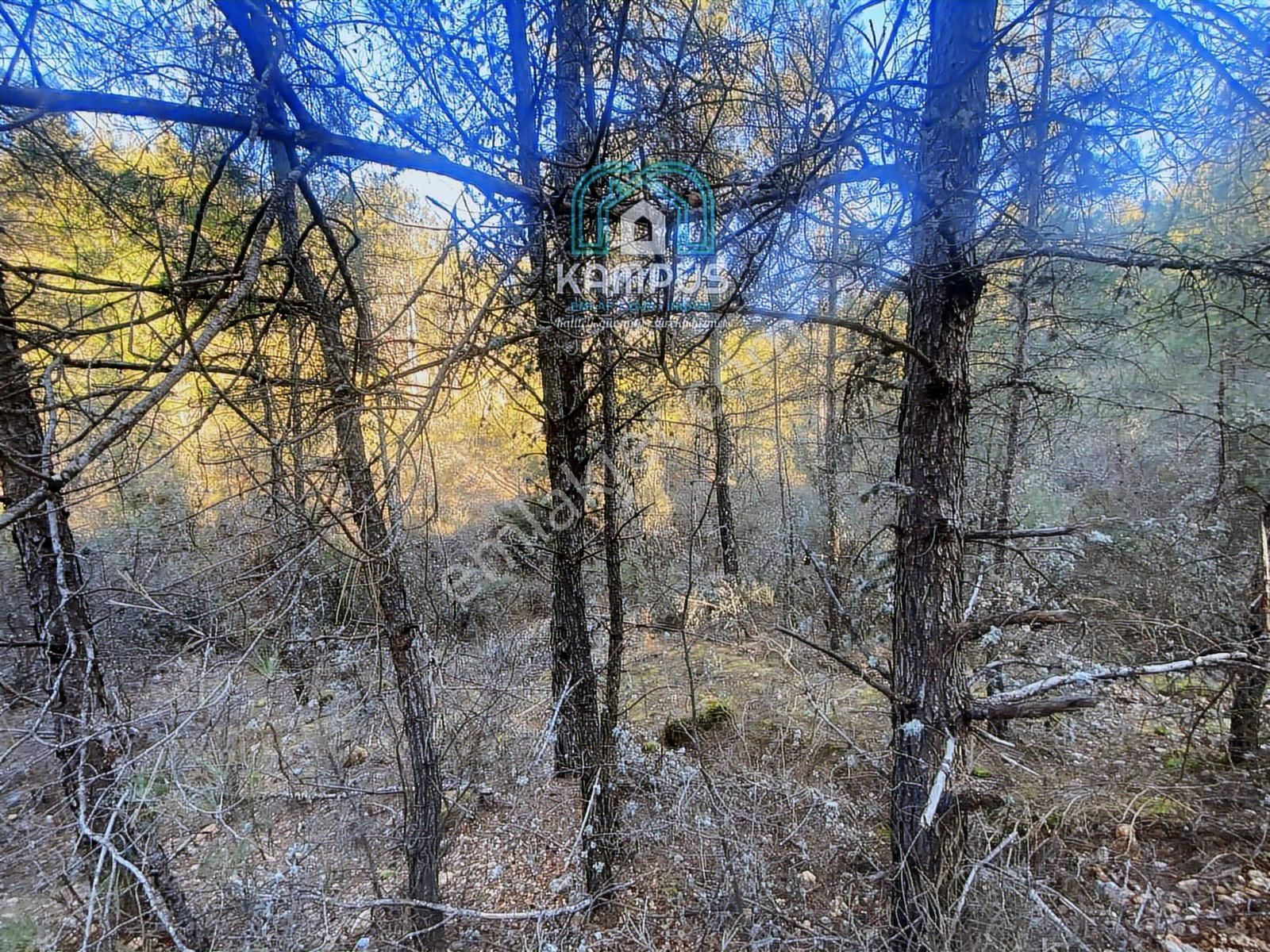 Muğla Yerkesik'te Damla Deresi Mevkiinde Satılık Tarla - Görsel 13