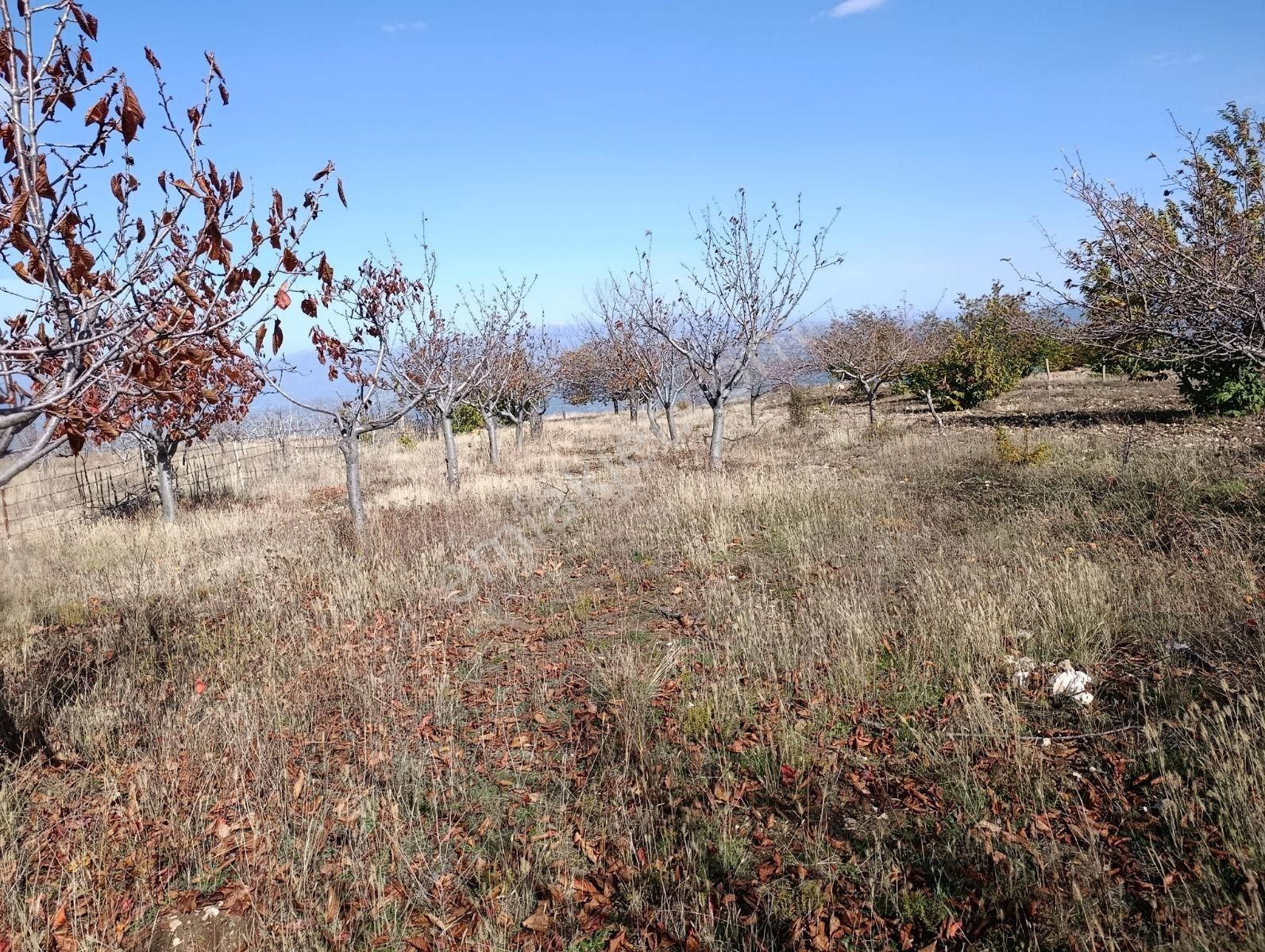 Nazilli Yaylapınar Mah Beydağ Baraj Manzaralı Meyve Bahçesi - Görsel 5