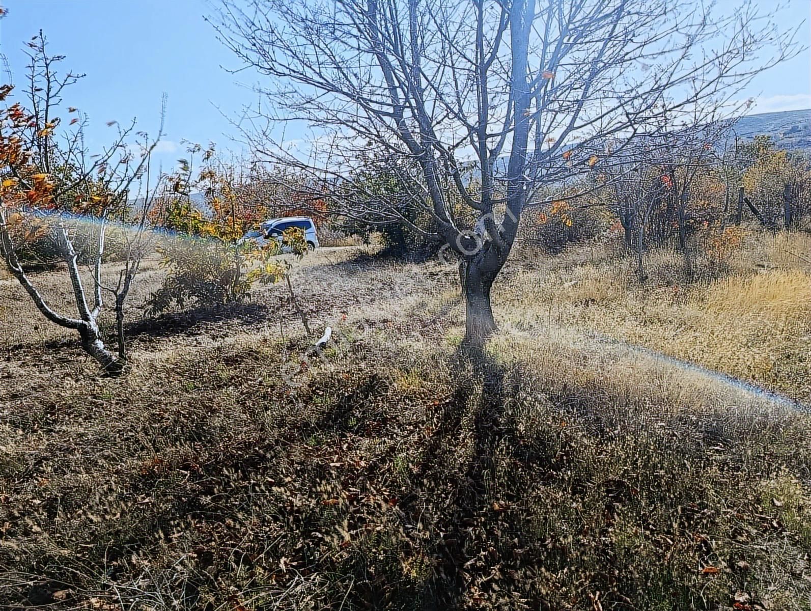 Nazilli Yaylapınar Mah Beydağ Baraj Manzaralı Meyve Bahçesi - Görsel 13