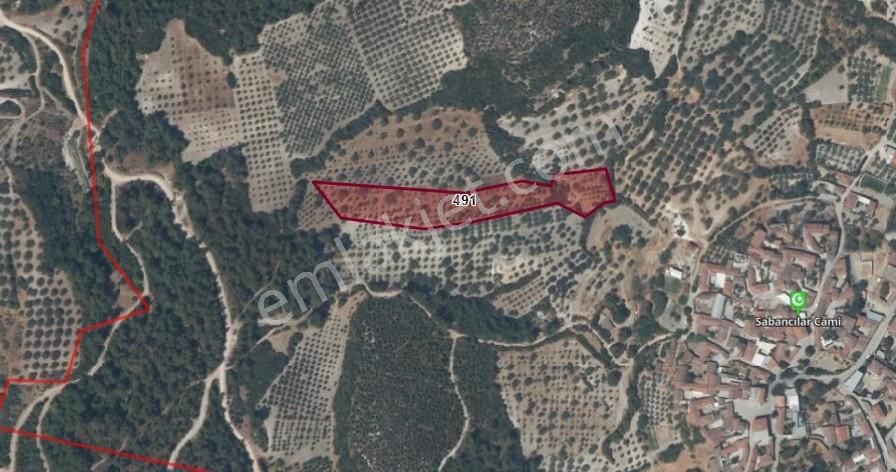 Akhisar Sabancılar'da Satılık Zeytinli Tarla 8.250 M2