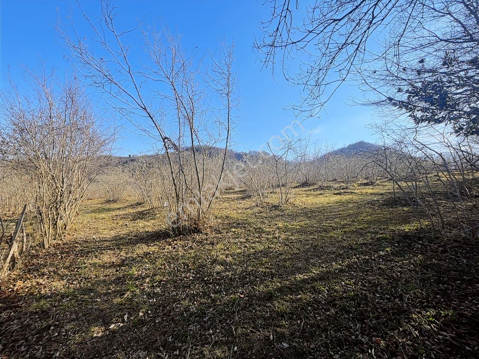 Yol Kenarı & Deniz Manzaralı Satılık Fındık Bahçesi 6.750 M2 - Görsel 13
