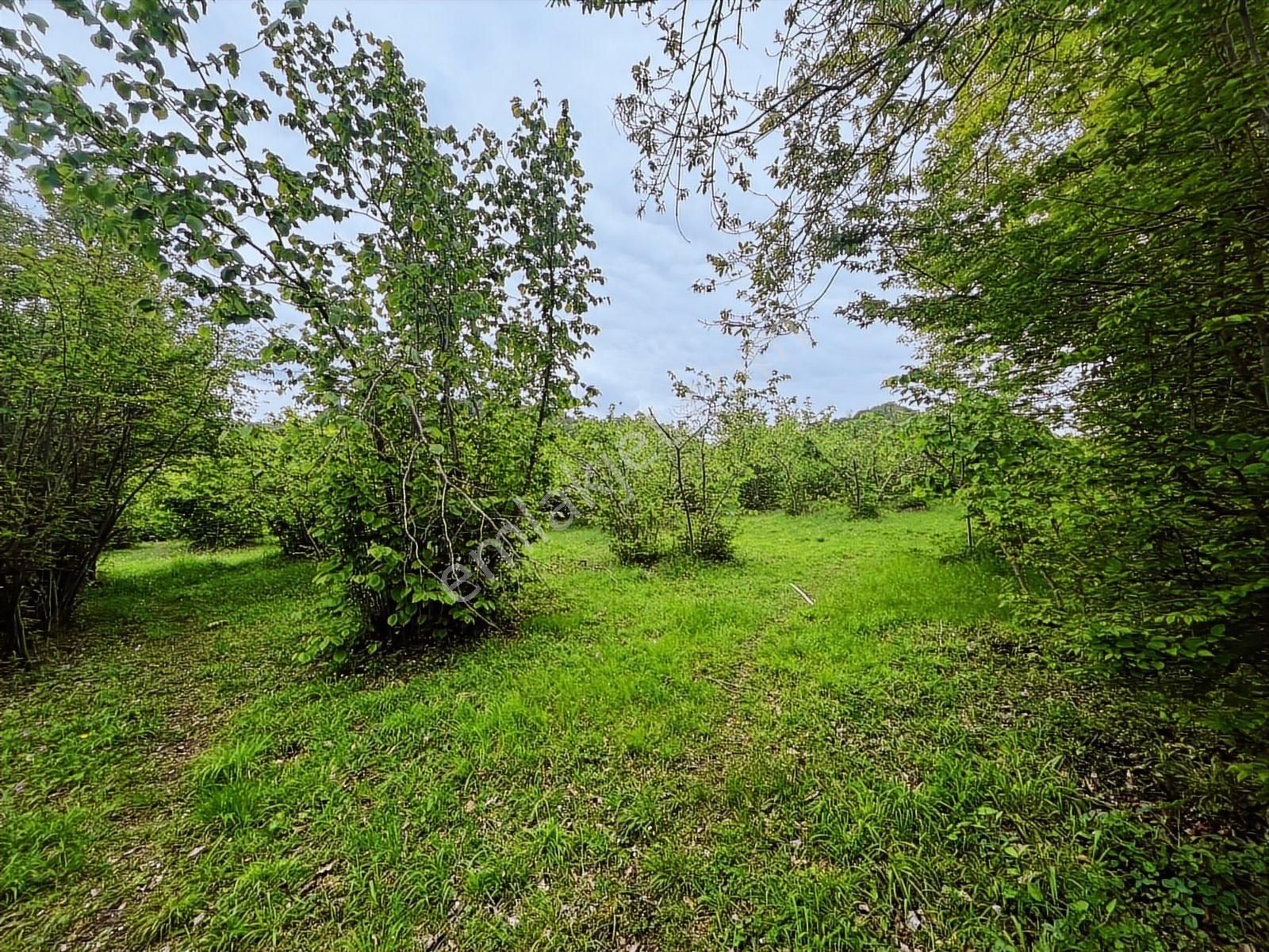 Yol Kenarı & Deniz Manzaralı Satılık Fındık Bahçesi 6.750 M2 - Görsel 2