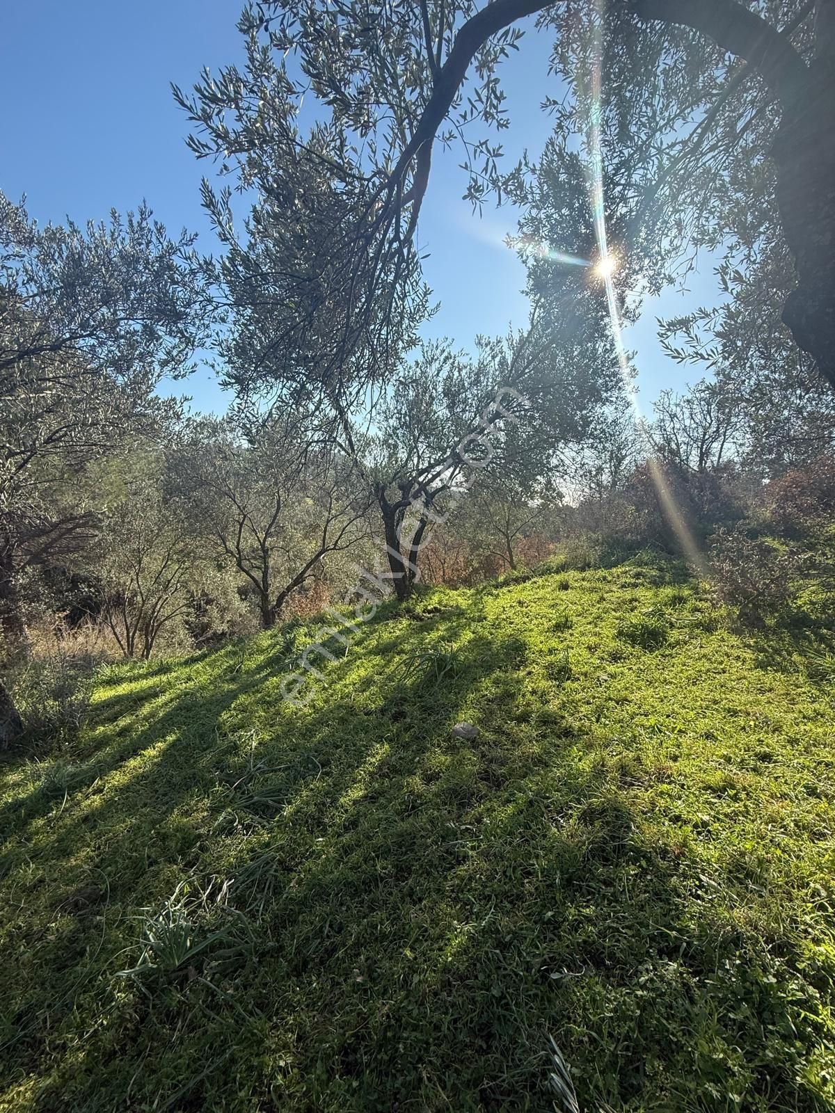 Saadet Korkmaz Emlak'tan Kıratlı Köyünde Satılık 3077 M2 Tarla - Görsel 7