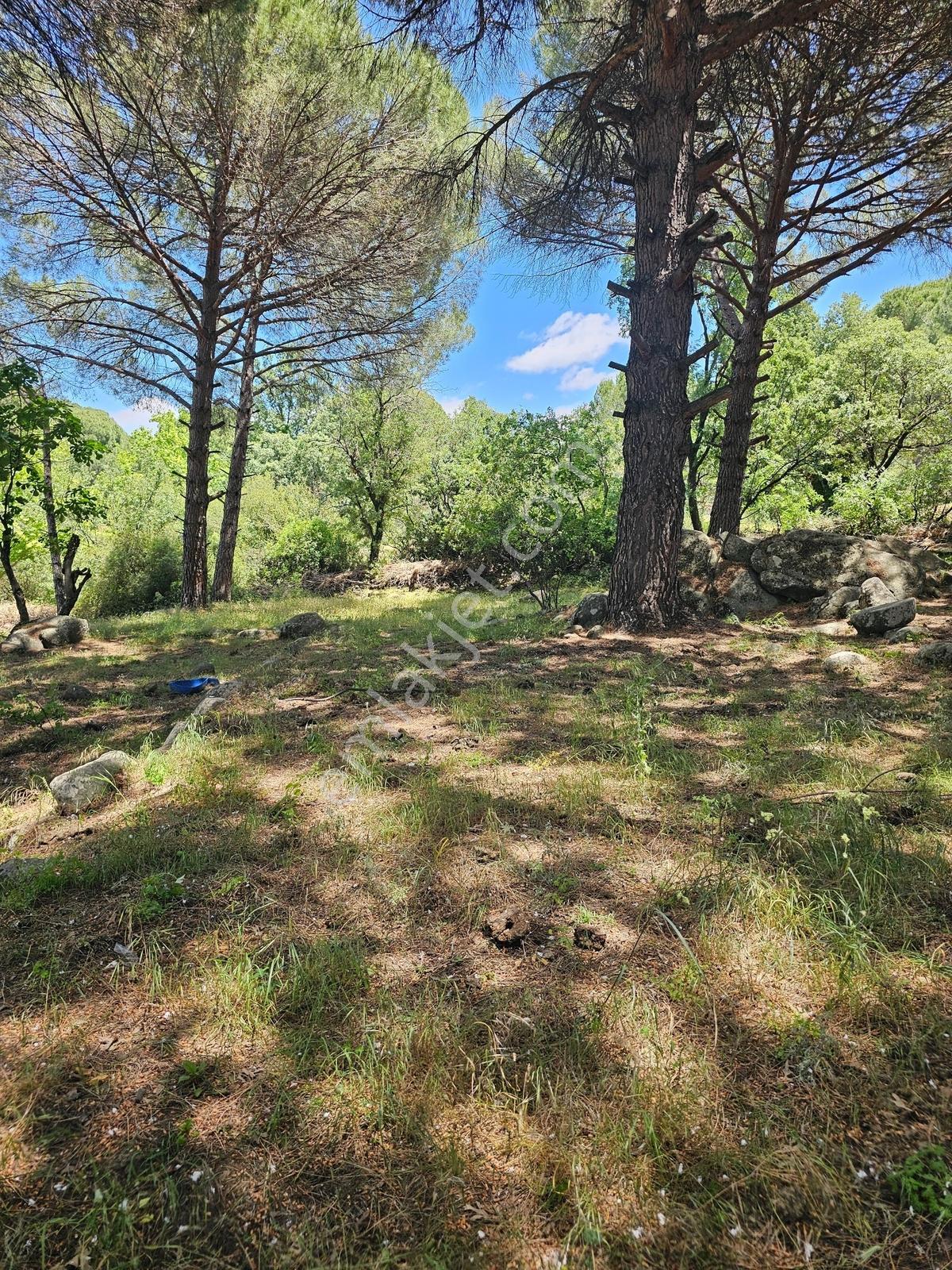 Ayvalık Yolu Üzeri -dere Cepheli (asagıbey /1894 M2) - Görsel 8