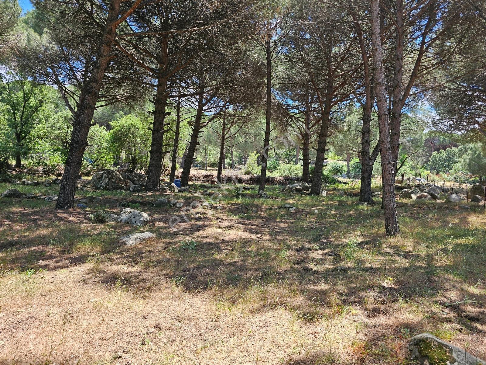Ayvalık Yolu Üzeri -dere Cepheli (asagıbey /1894 M2) - Görsel 15